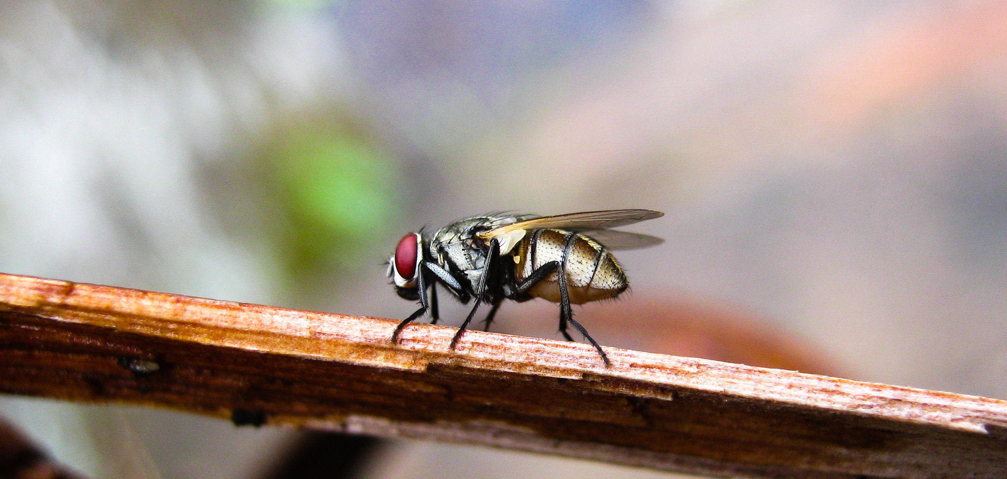 Canon PowerShot A800 sample photo. House fly photography