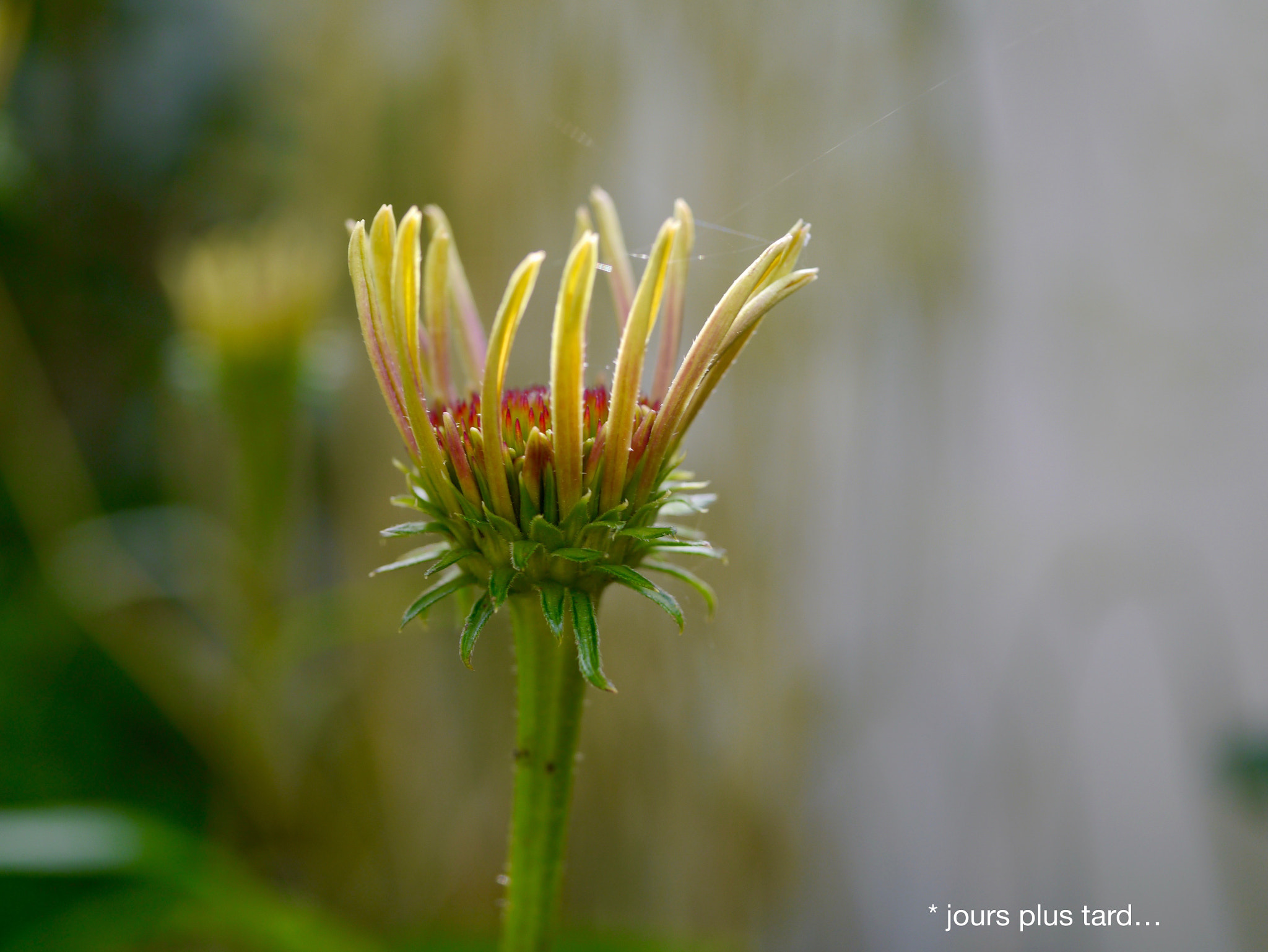 Panasonic Lumix DMC-GX1 + Panasonic Lumix G Macro 30mm F2.8 ASPH Mega OIS sample photo. 3 jours plus tard... photography