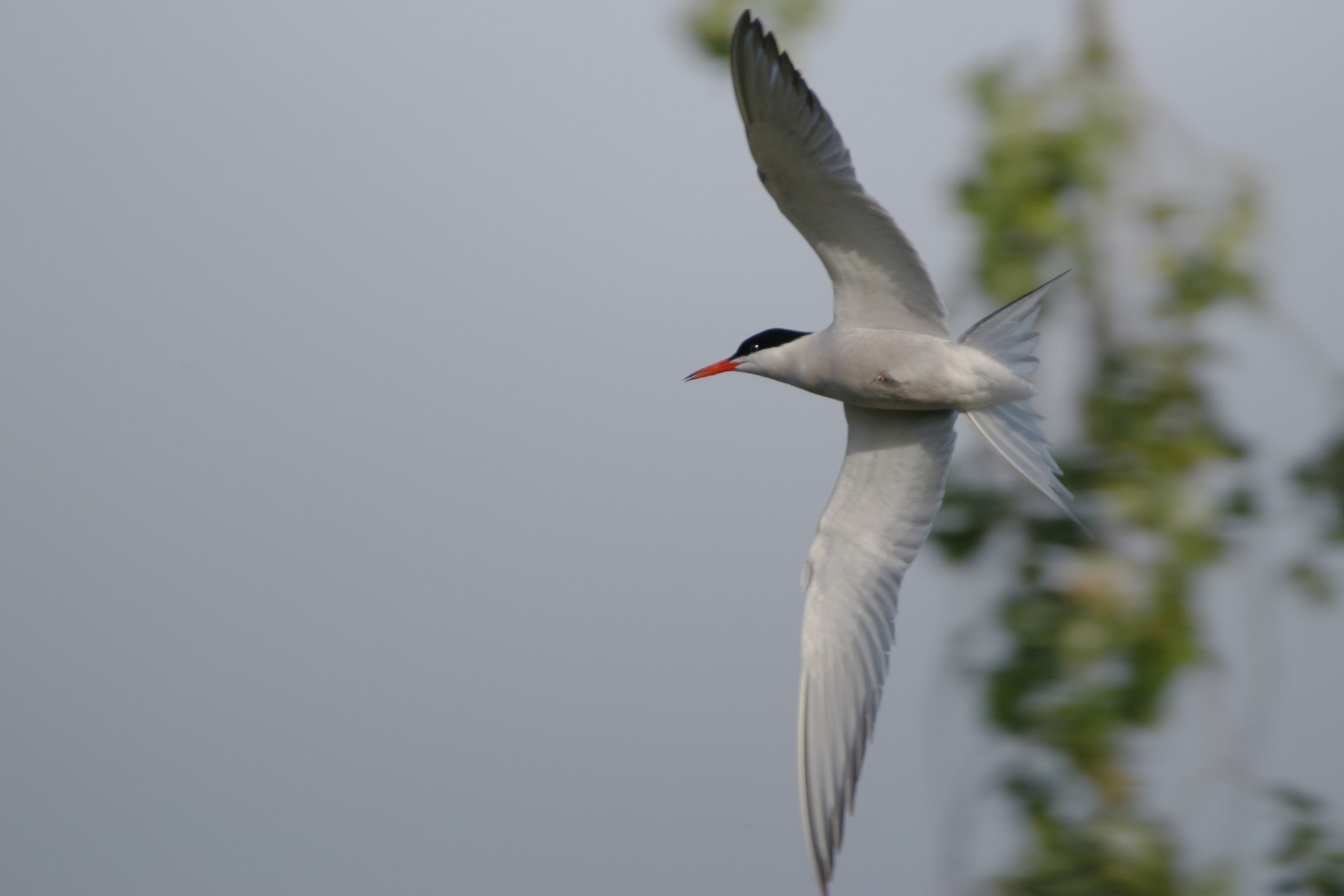 150-600mm F5-6.3 DG OS HSM | Contemporary 015 sample photo. Common tern photography