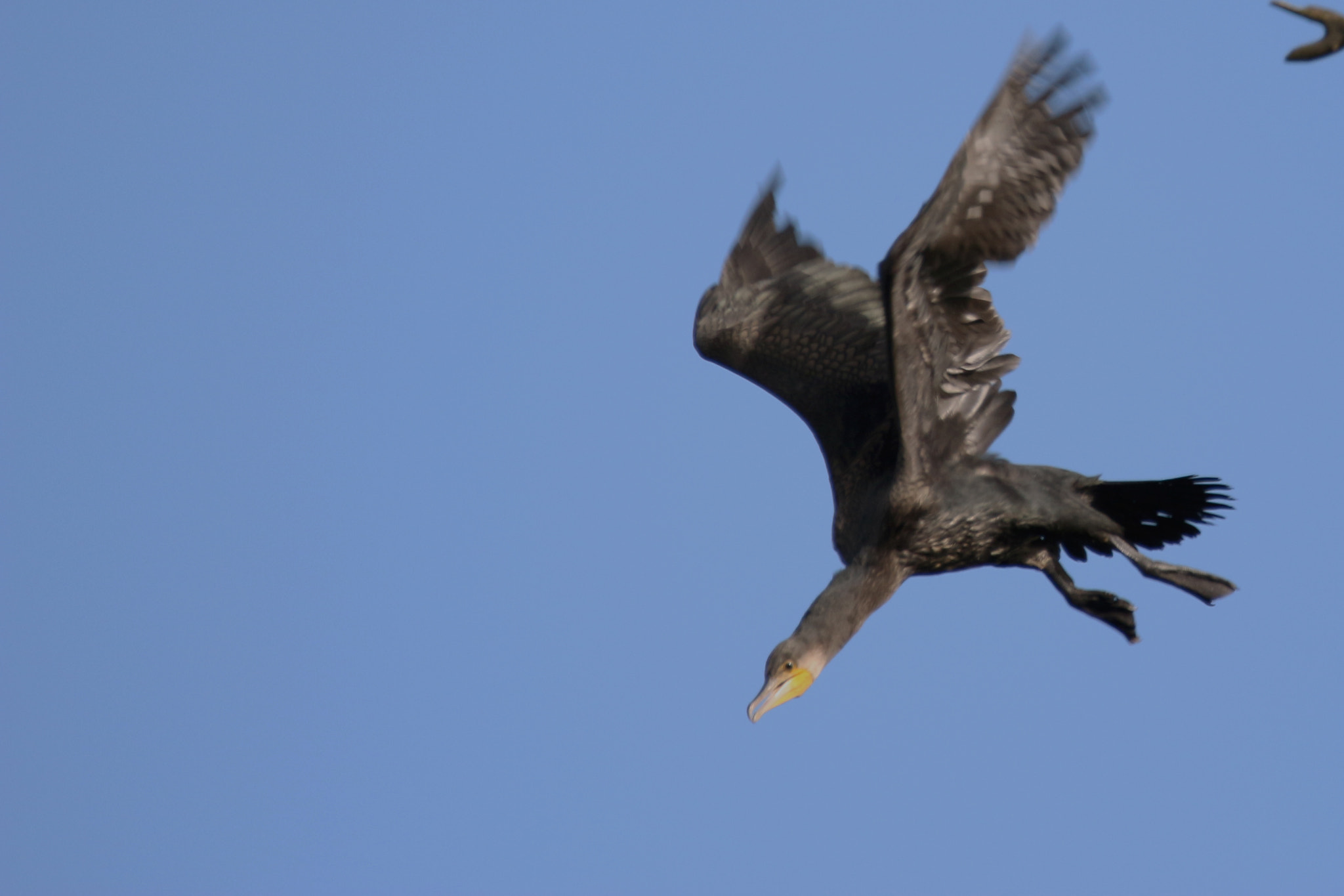 150-600mm F5-6.3 DG OS HSM | Contemporary 015 sample photo. Cormorant taking off photography