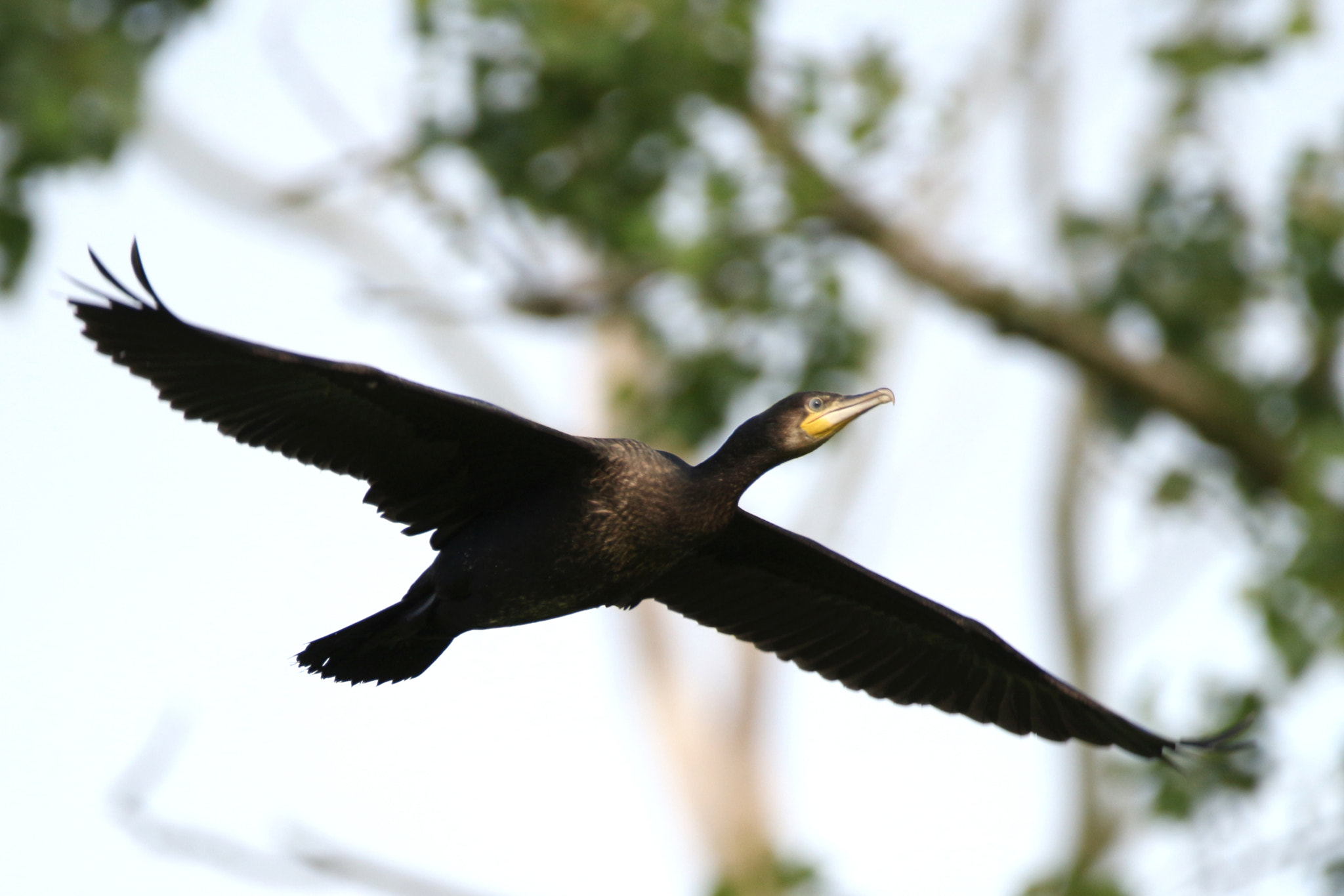 150-600mm F5-6.3 DG OS HSM | Contemporary 015 sample photo. Cormorant photography