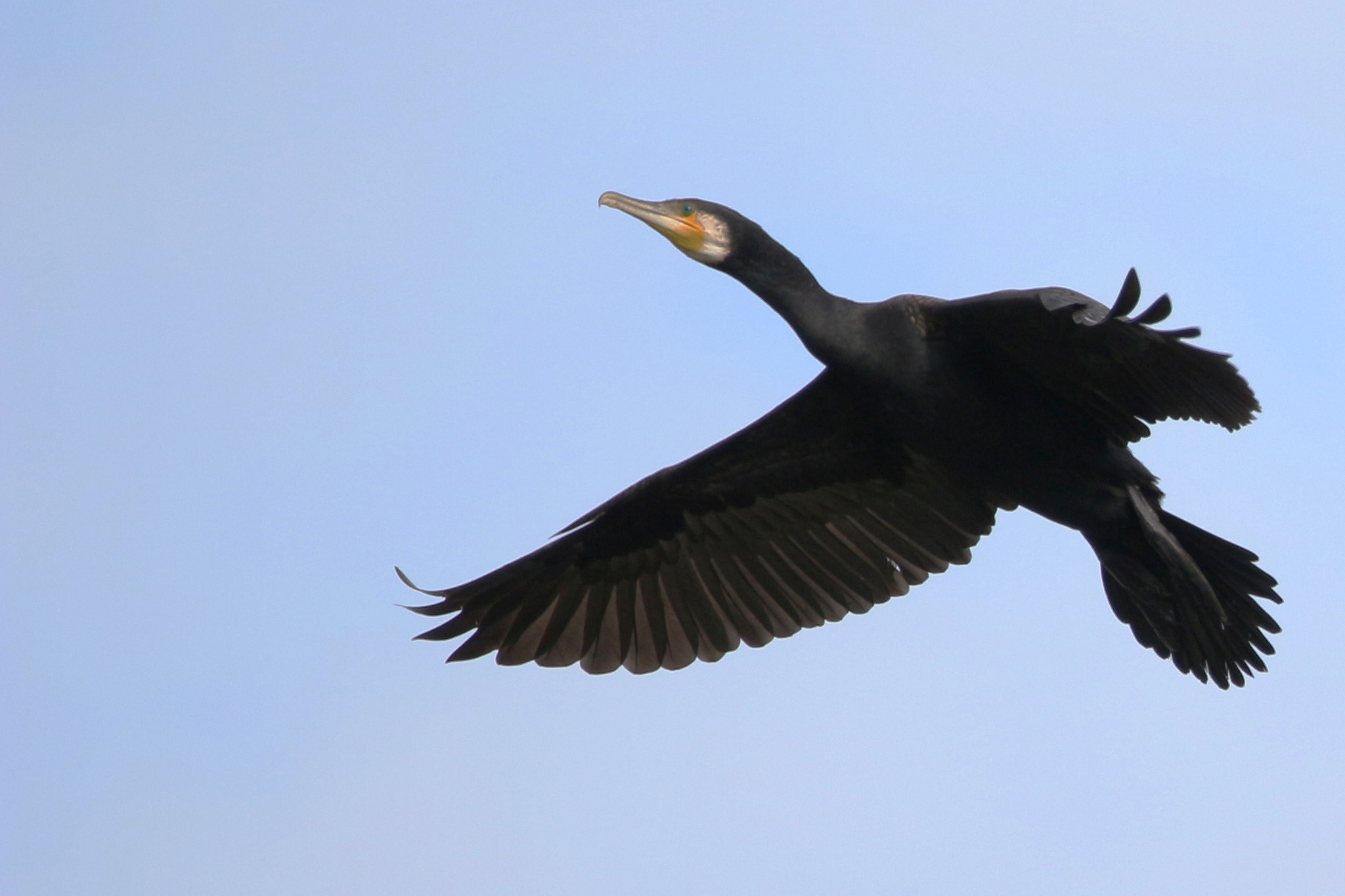 150-600mm F5-6.3 DG OS HSM | Contemporary 015 sample photo. Cormorant photography