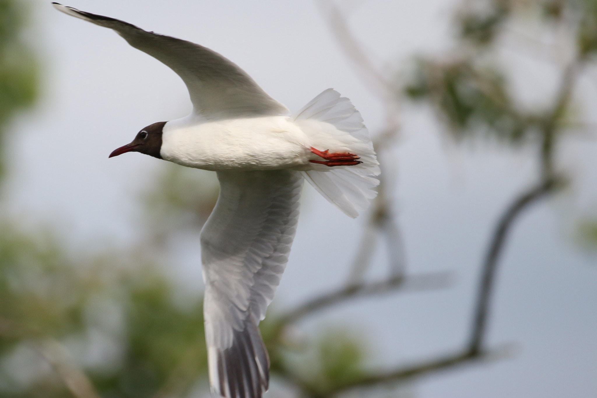 150-600mm F5-6.3 DG OS HSM | Contemporary 015 sample photo. Black-headed-gull photography
