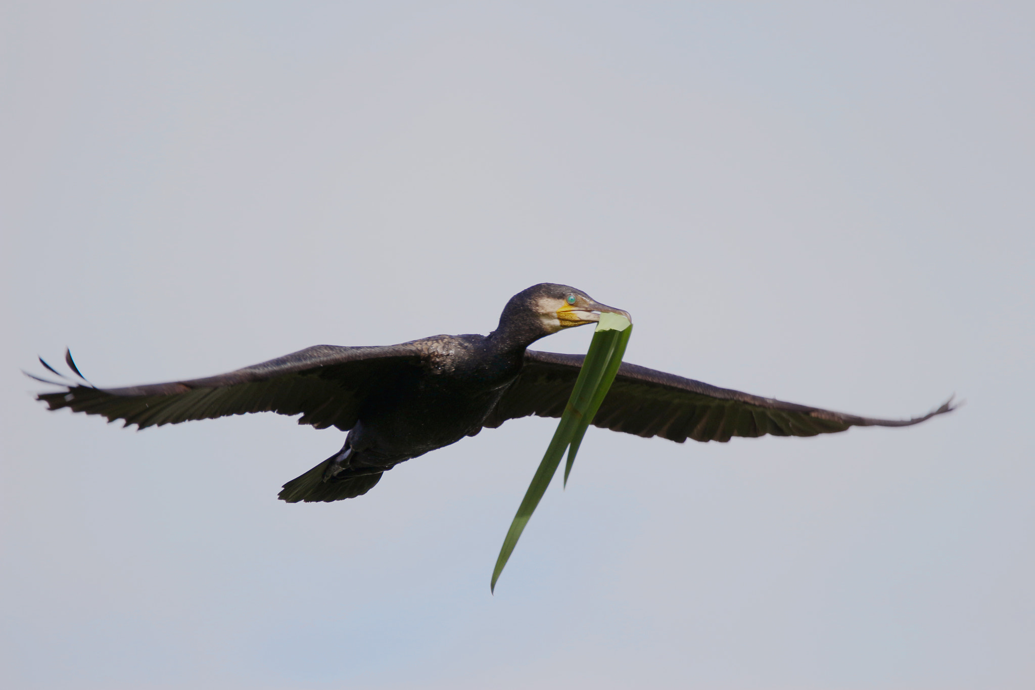 150-600mm F5-6.3 DG OS HSM | Contemporary 015 sample photo. Cormorant with leaf photography