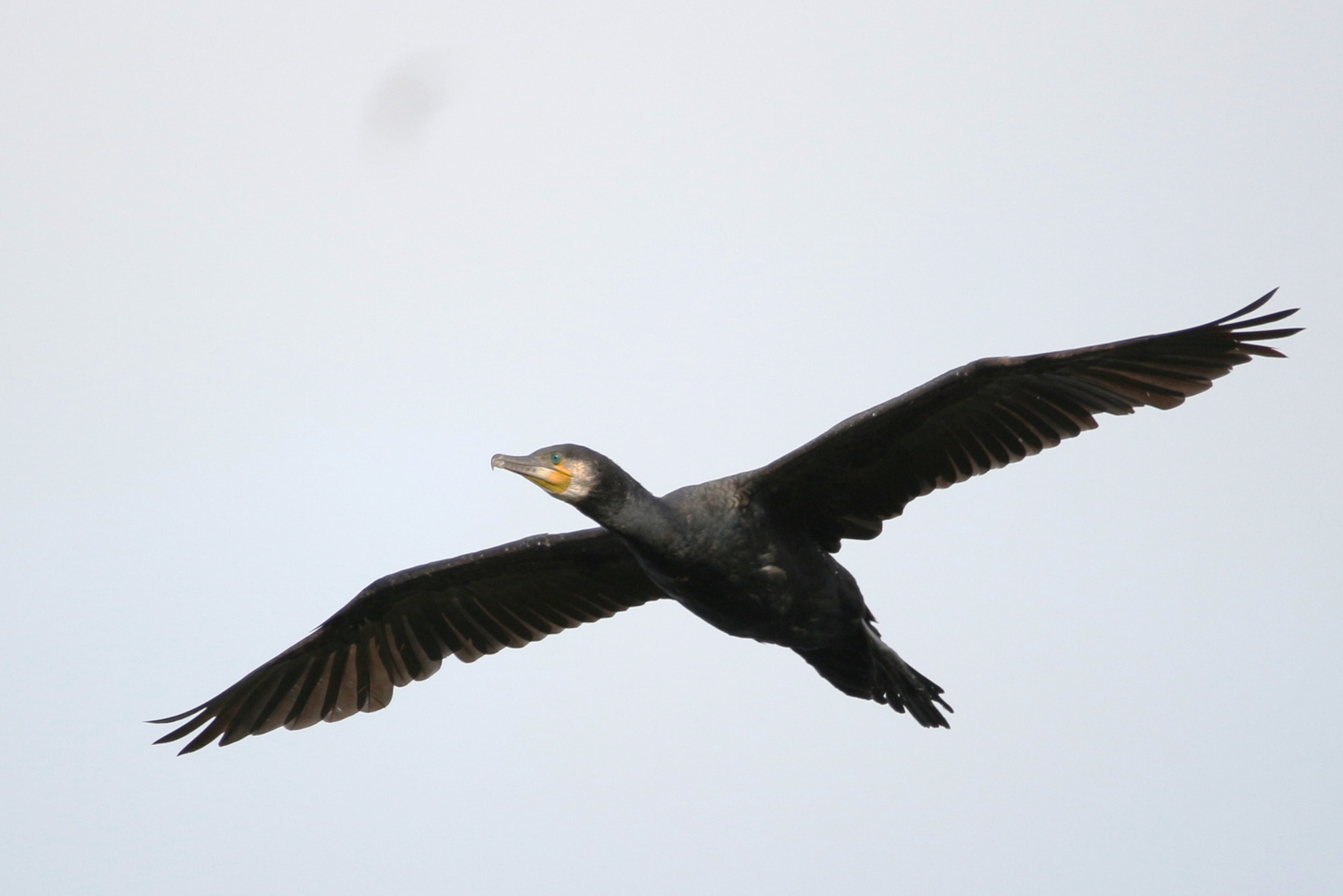 150-600mm F5-6.3 DG OS HSM | Contemporary 015 sample photo. Cormorant photography