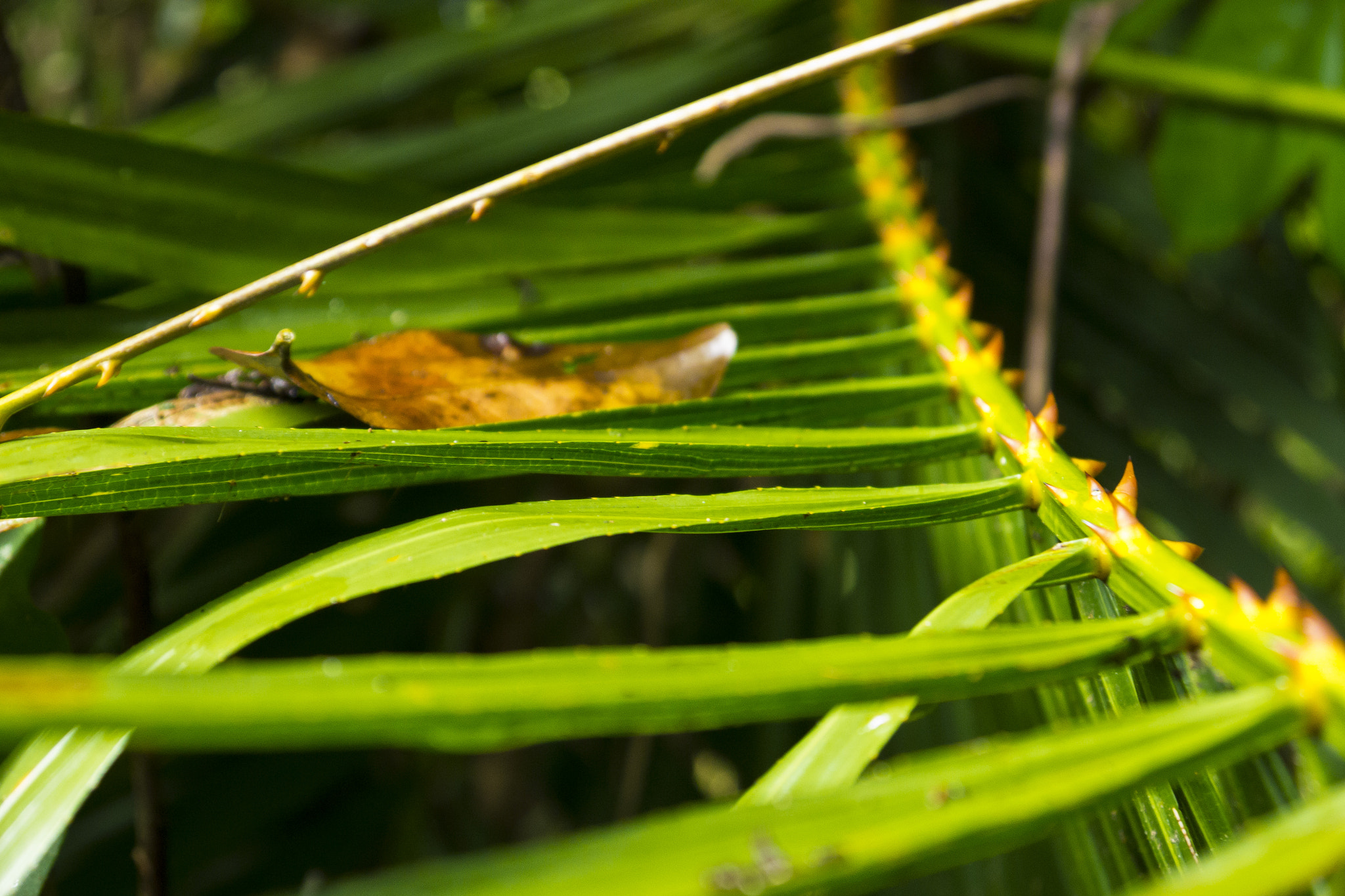 Panasonic Lumix DMC-GH2 sample photo. Thorny photography