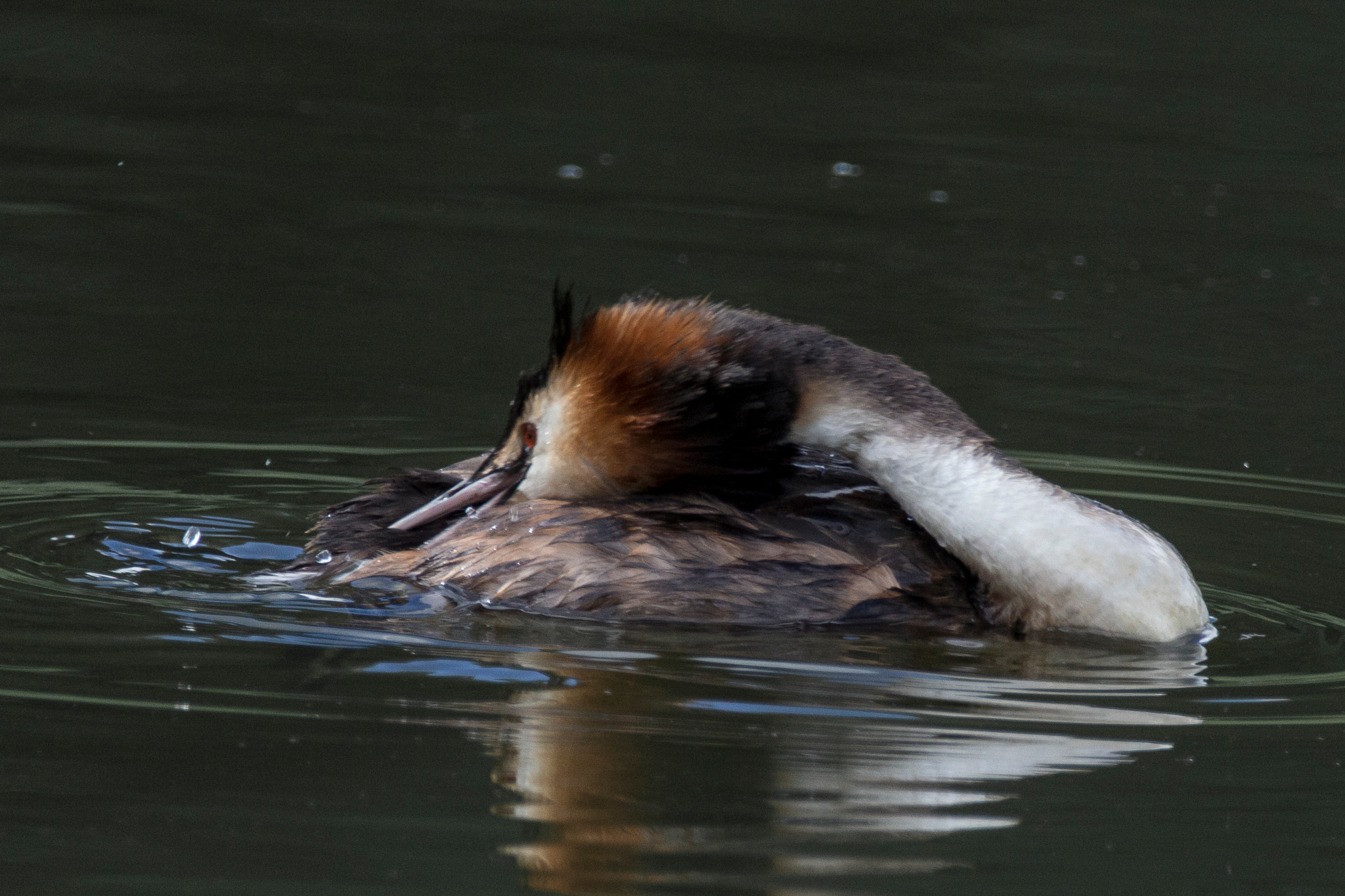 150-600mm F5-6.3 DG OS HSM | Contemporary 015 sample photo. Grebe photography