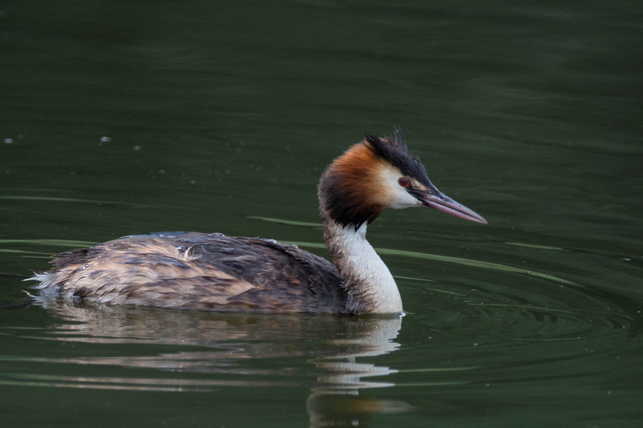 150-600mm F5-6.3 DG OS HSM | Contemporary 015 sample photo. Grebe photography
