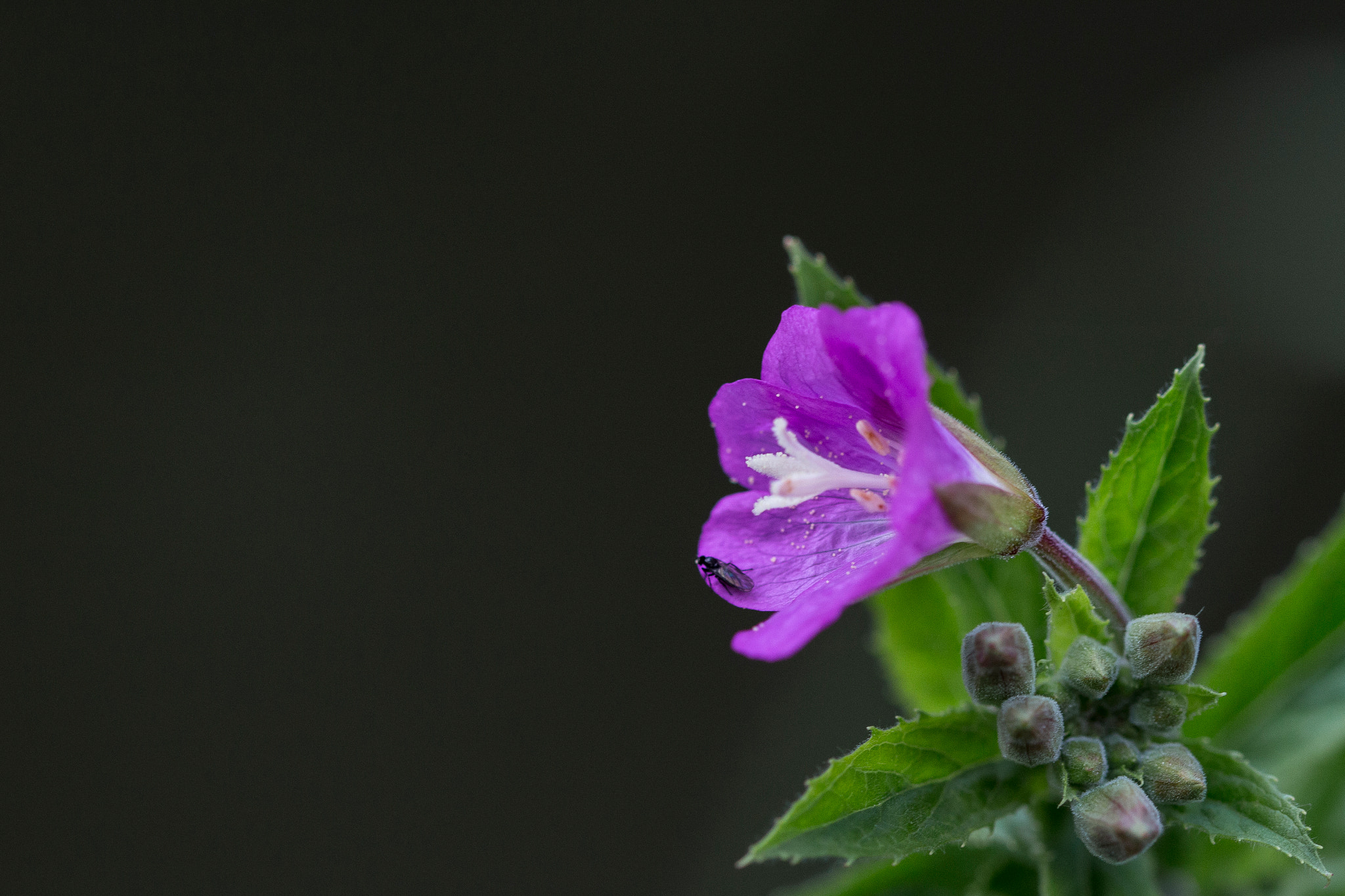 Canon EF 100mm F2.8 Macro USM sample photo. Flower with bug photography