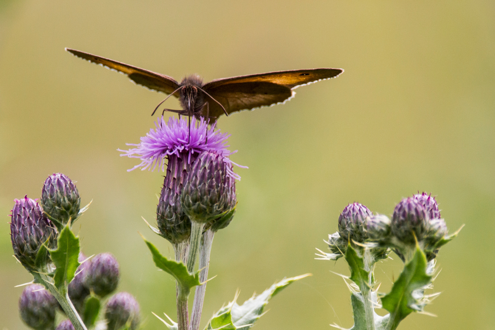 150-600mm F5-6.3 DG OS HSM | Contemporary 015 sample photo. Butterfly photography