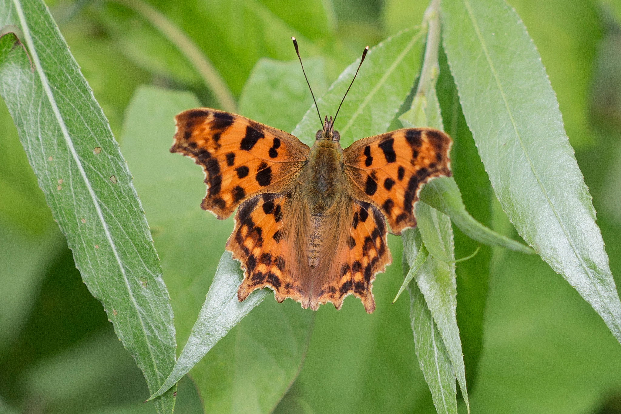 Canon EF 100mm F2.8 Macro USM sample photo. Butterfly photography