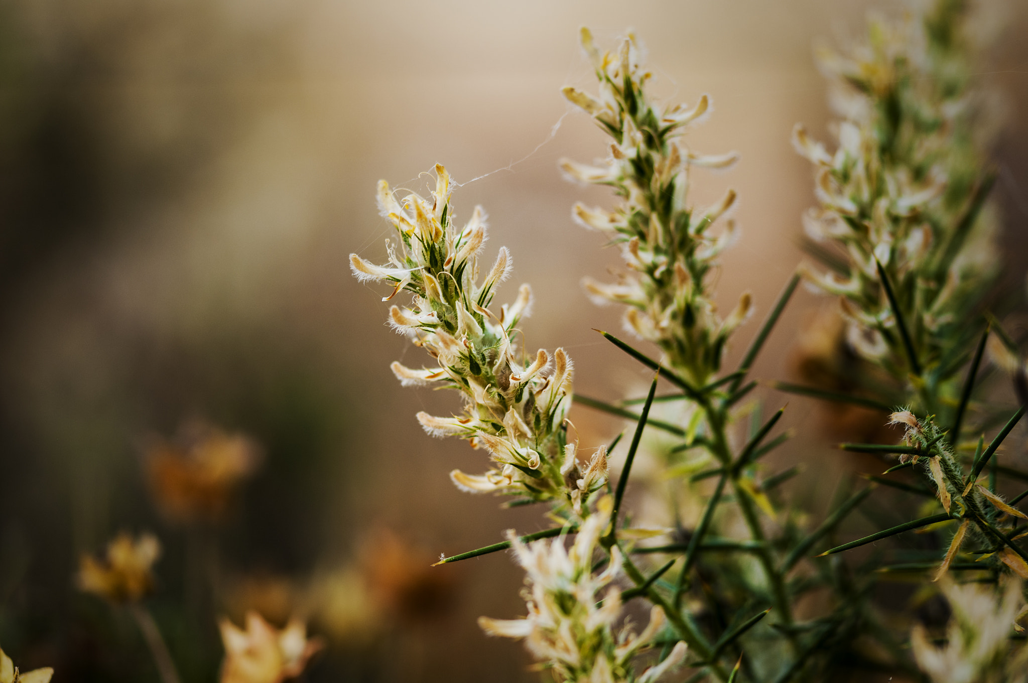 Sigma 105mm F2.8 EX DG OS HSM sample photo. Resplandor photography