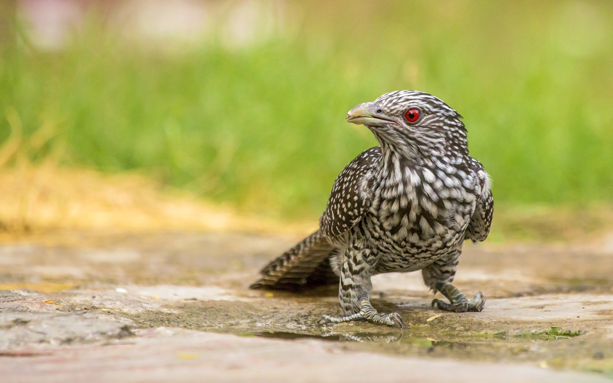 Asian Koel Juveile