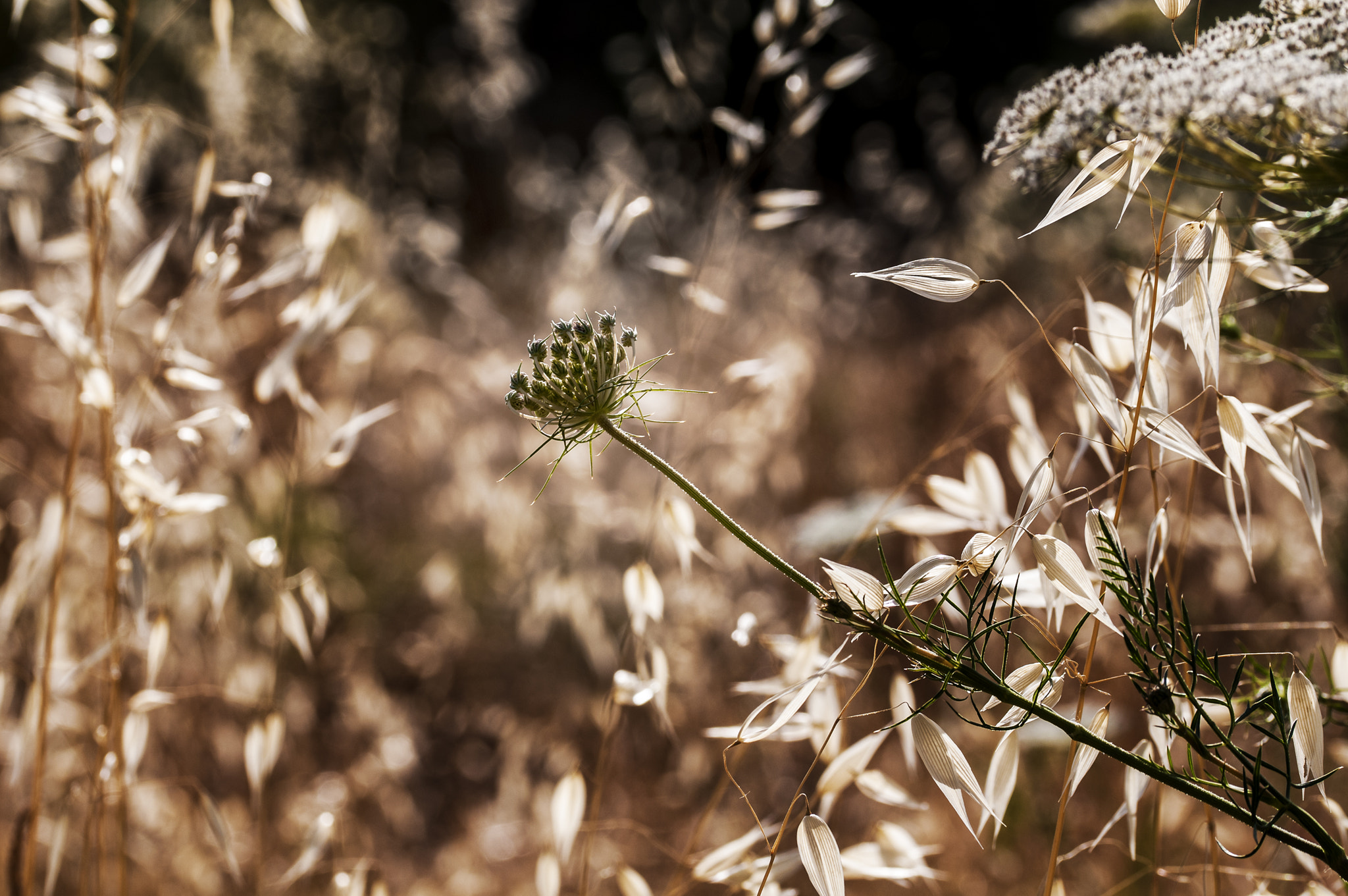 Sigma 105mm F2.8 EX DG OS HSM sample photo. Planta photography