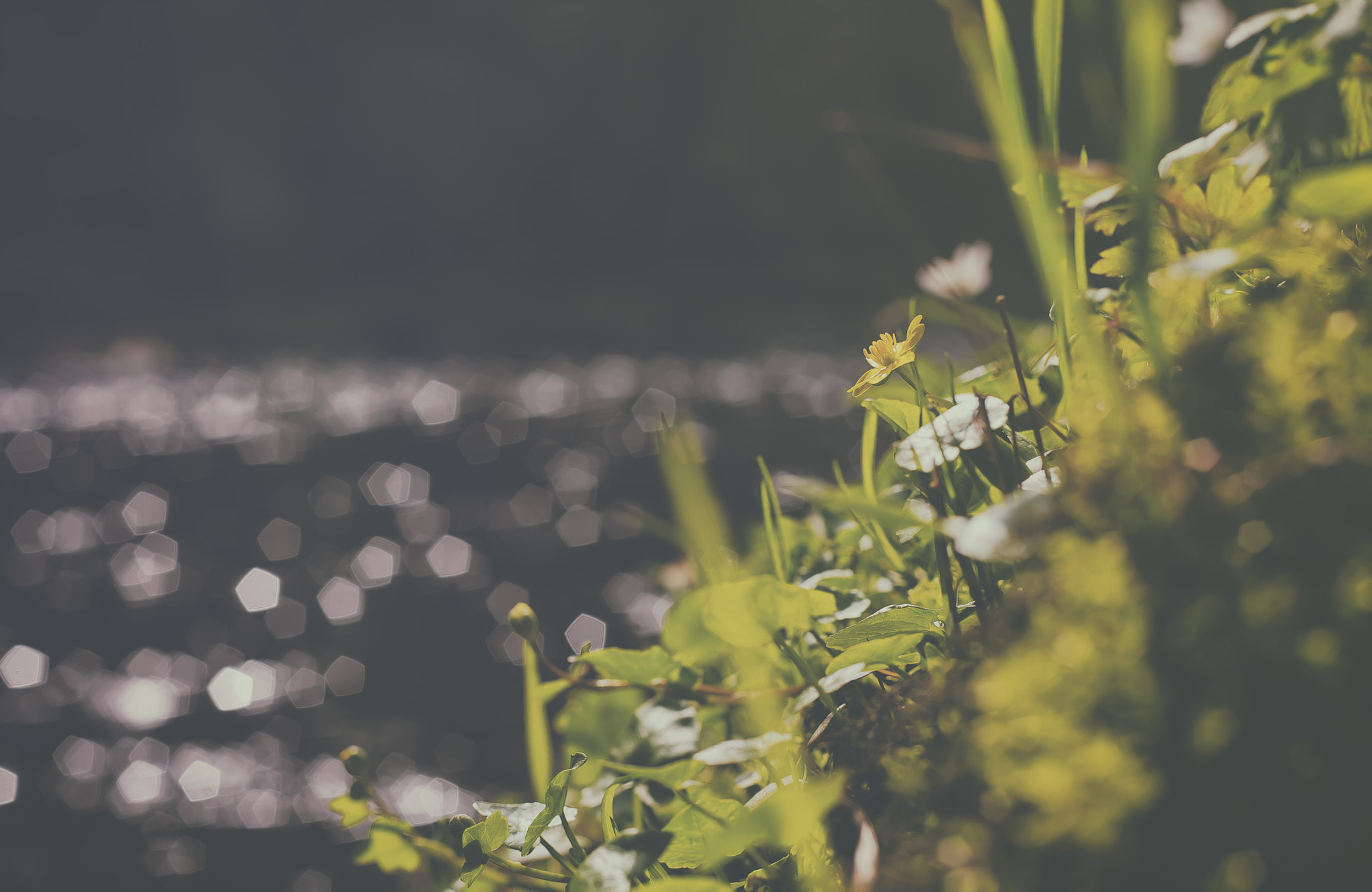 Canon EOS 5D + Canon EF 50mm F1.8 II sample photo. Wild flowers photography