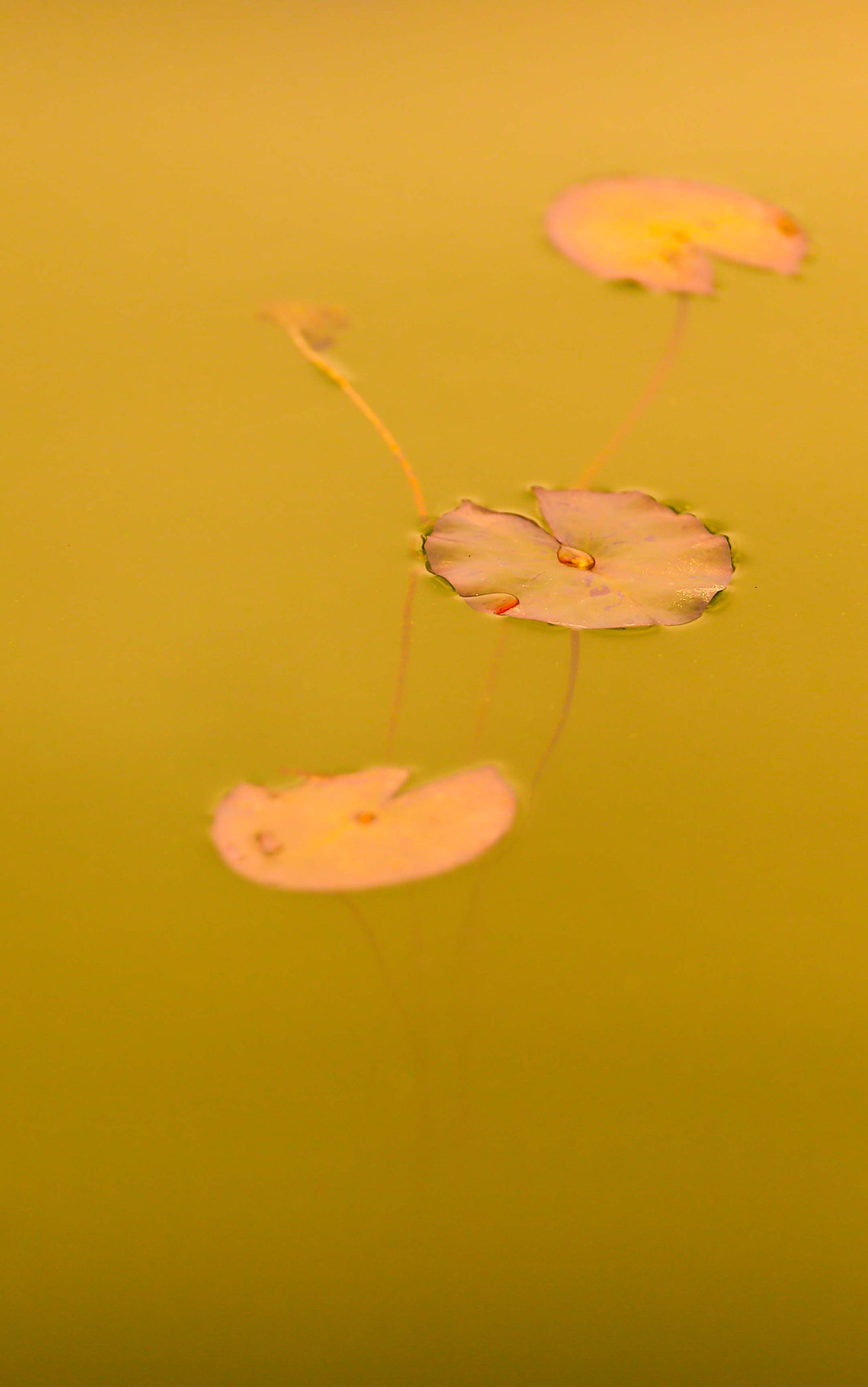 Canon EOS-1D X + Canon EF 200mm F2L IS USM sample photo