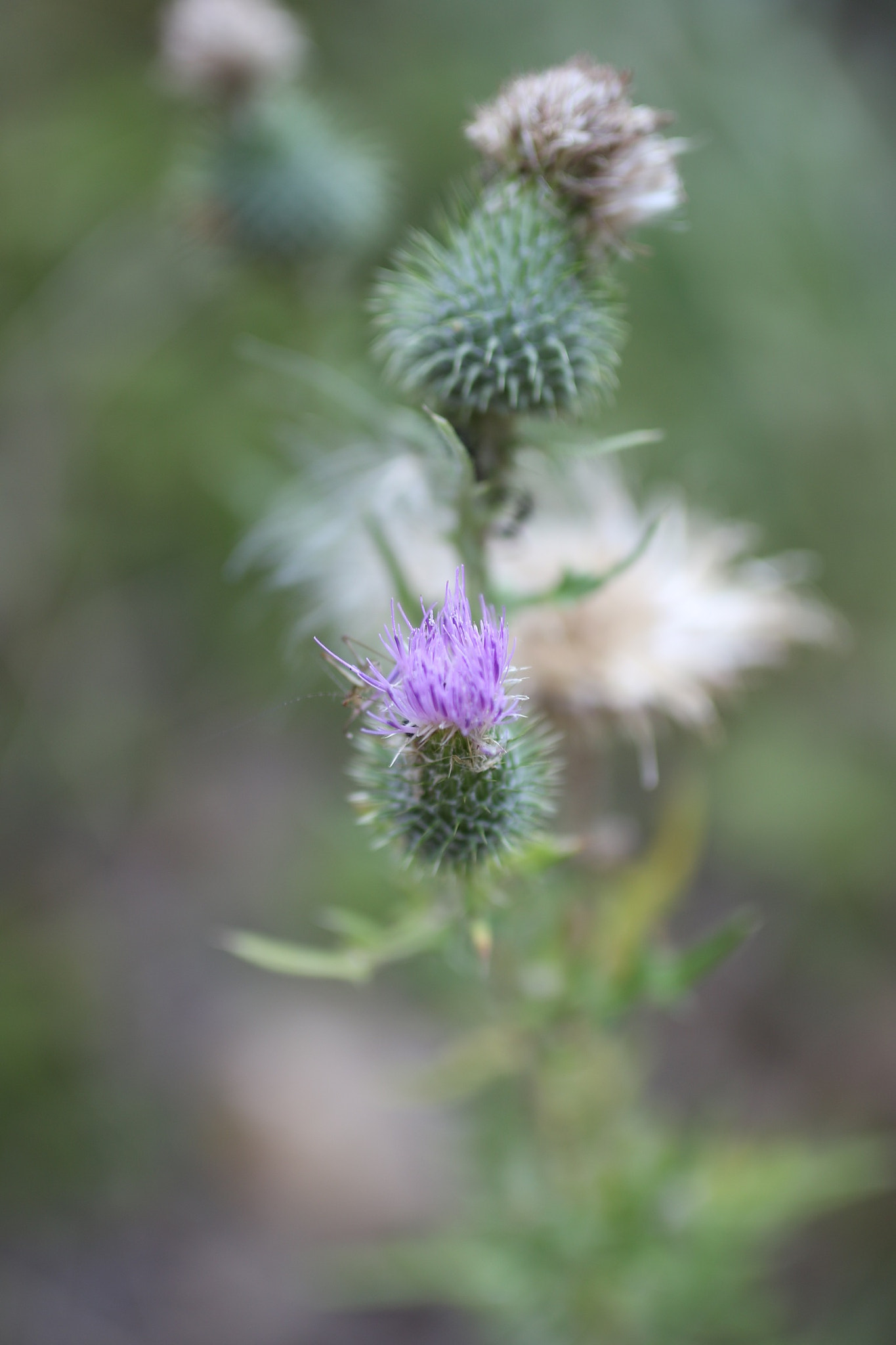 Sigma 35mm F1.4 DG HSM Art sample photo. Wild silybum marianum photography