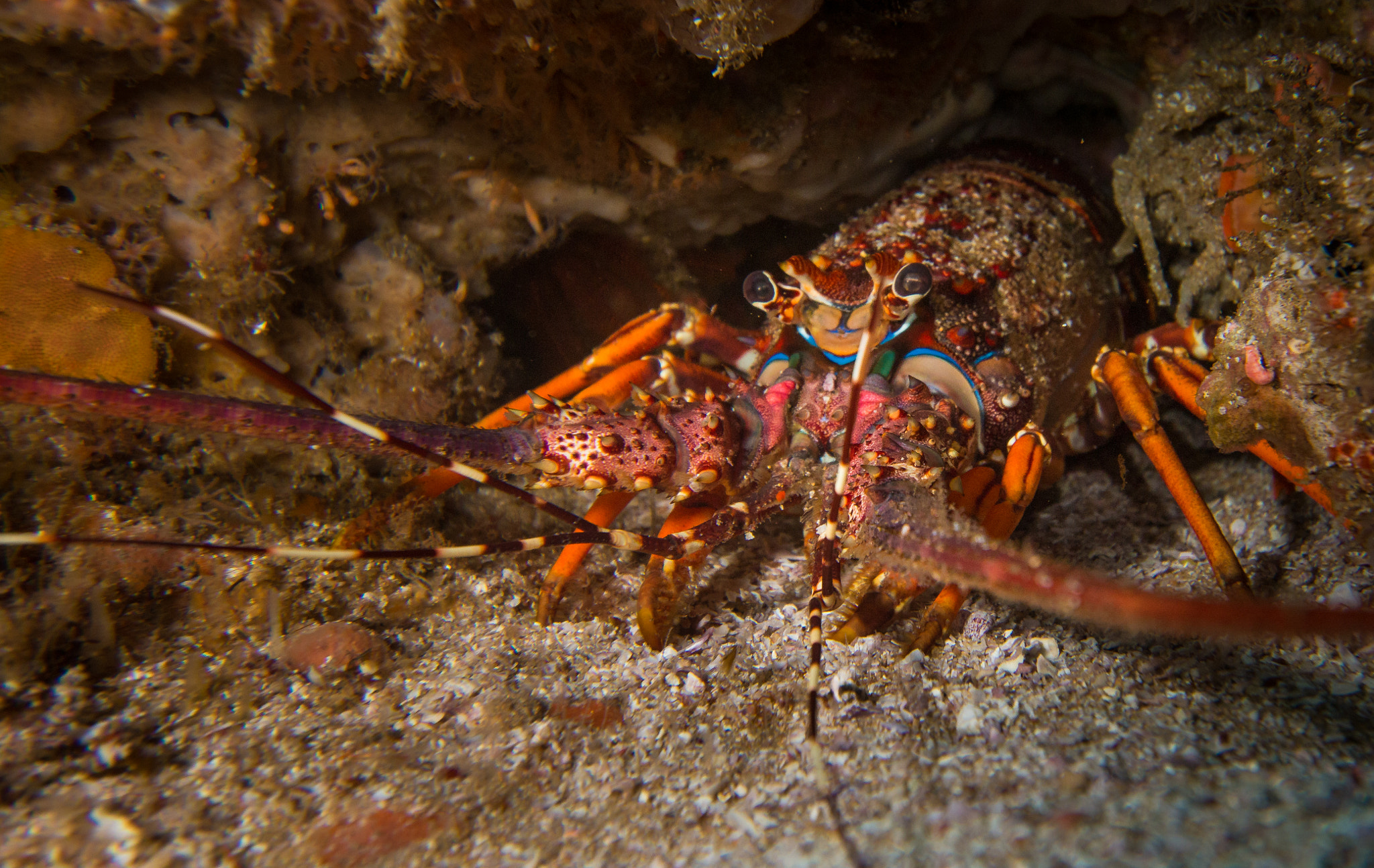 Canon EOS 70D + Canon EF-S 10-18mm F4.5–5.6 IS STM sample photo. In my hidey hole photography