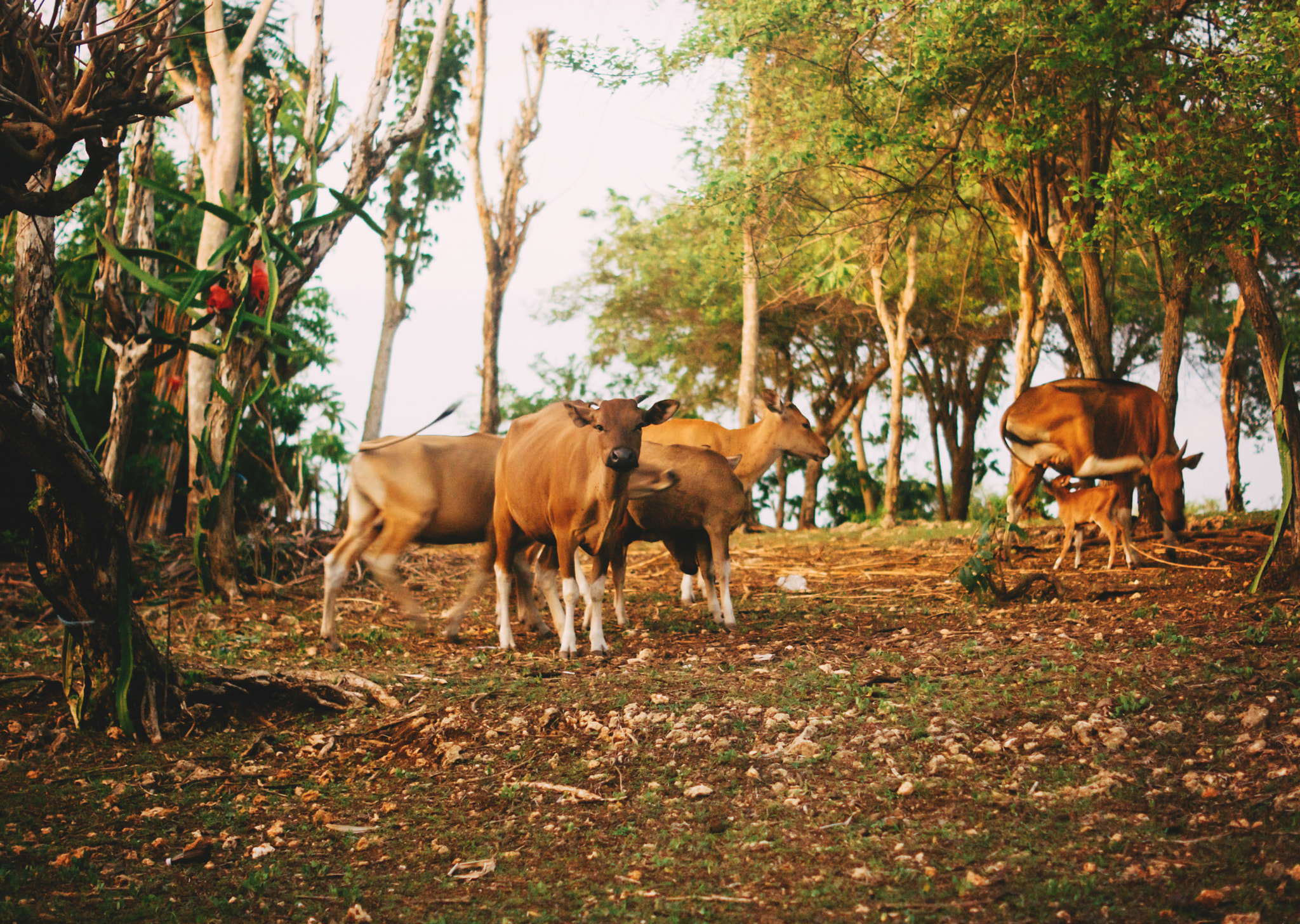 Sony SLT-A65 (SLT-A65V) + Sony DT 50mm F1.8 SAM sample photo. Bali photography