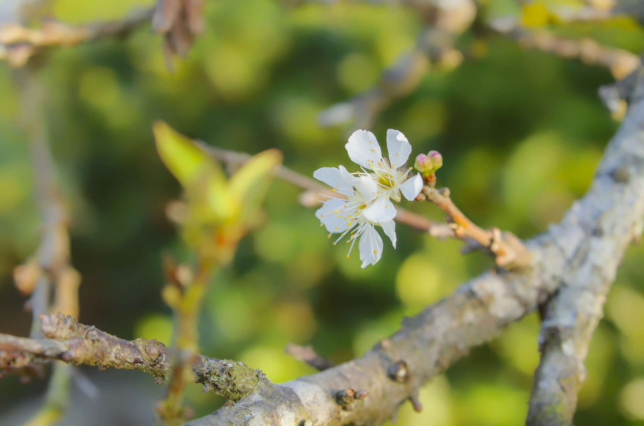 AF Zoom-Nikkor 35-135mm f/3.5-4.5 N sample photo. Fl photography