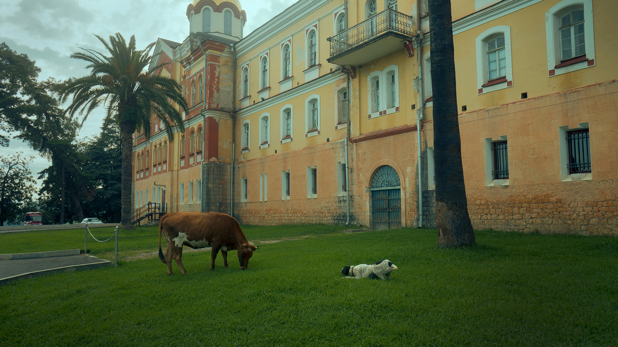 Sony Alpha a3500 + Sony E 16mm F2.8 sample photo. Cow&dog photography