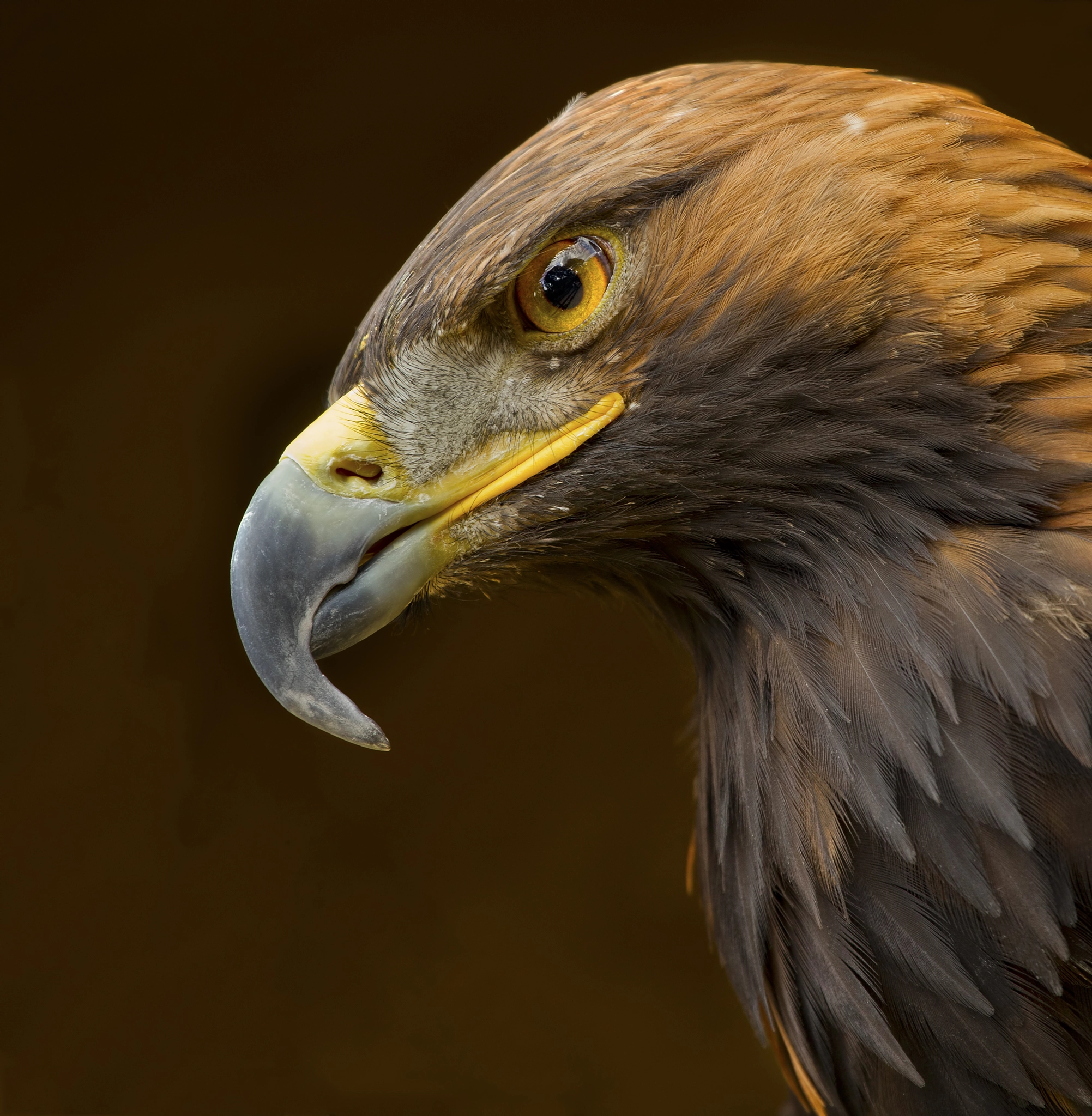 Canon EF 100-400mm F4.5-5.6L IS USM sample photo. Hawk photography