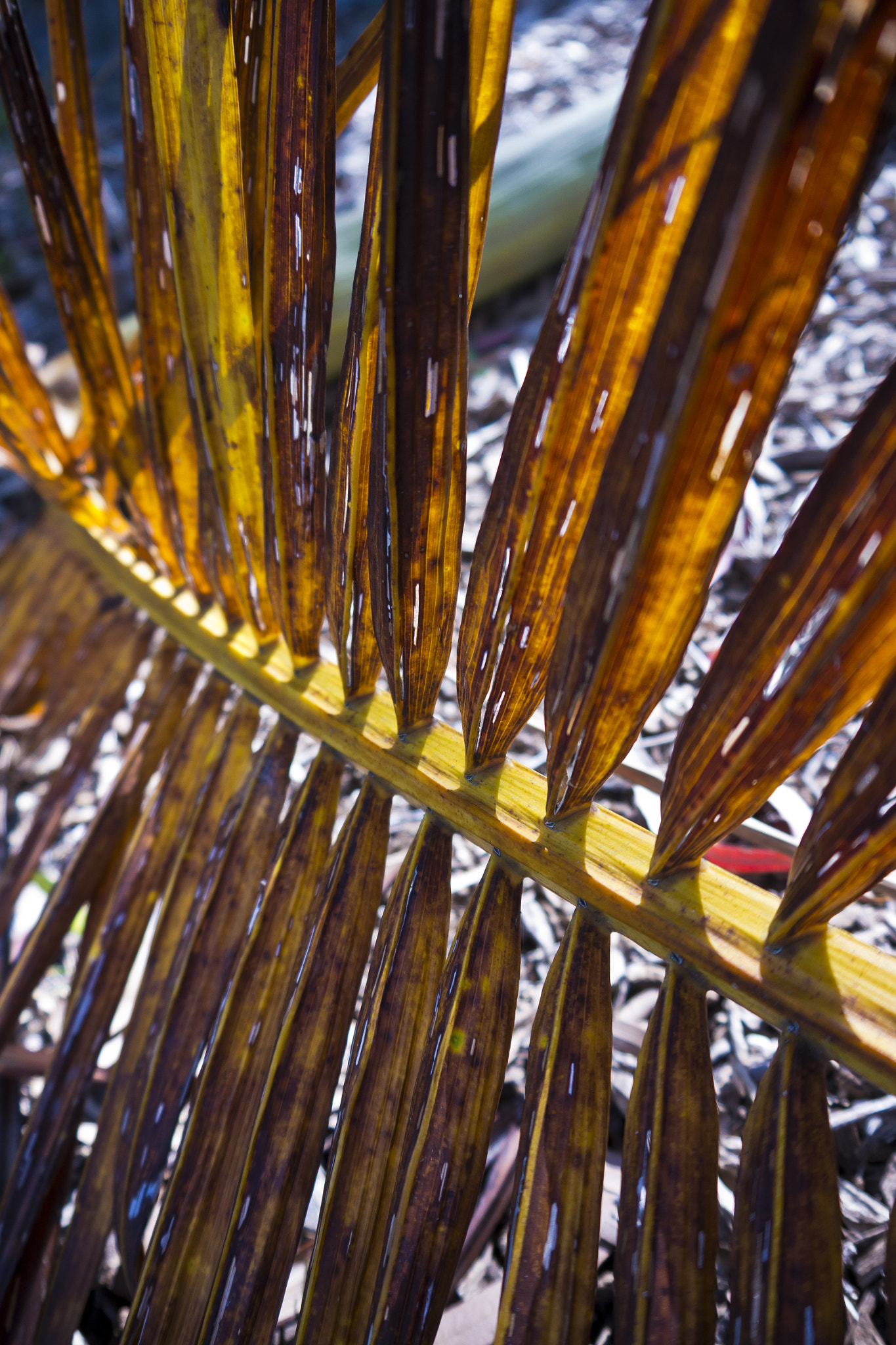 Panasonic Lumix DMC-GH2 sample photo. Golden leaves photography