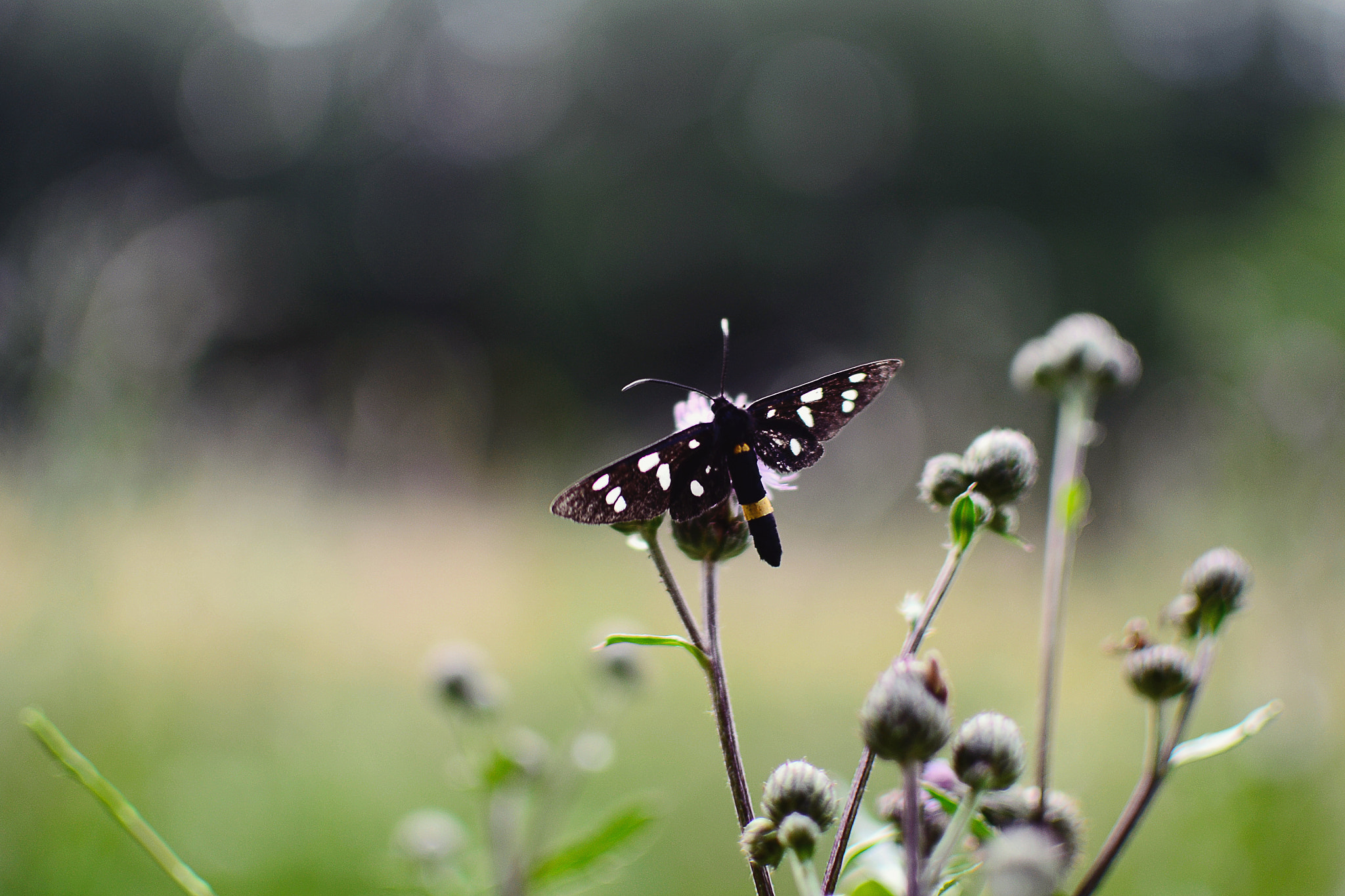 Nikon AF-S Nikkor 18-35mm F3.5-4.5G ED sample photo. Black butterfly photography