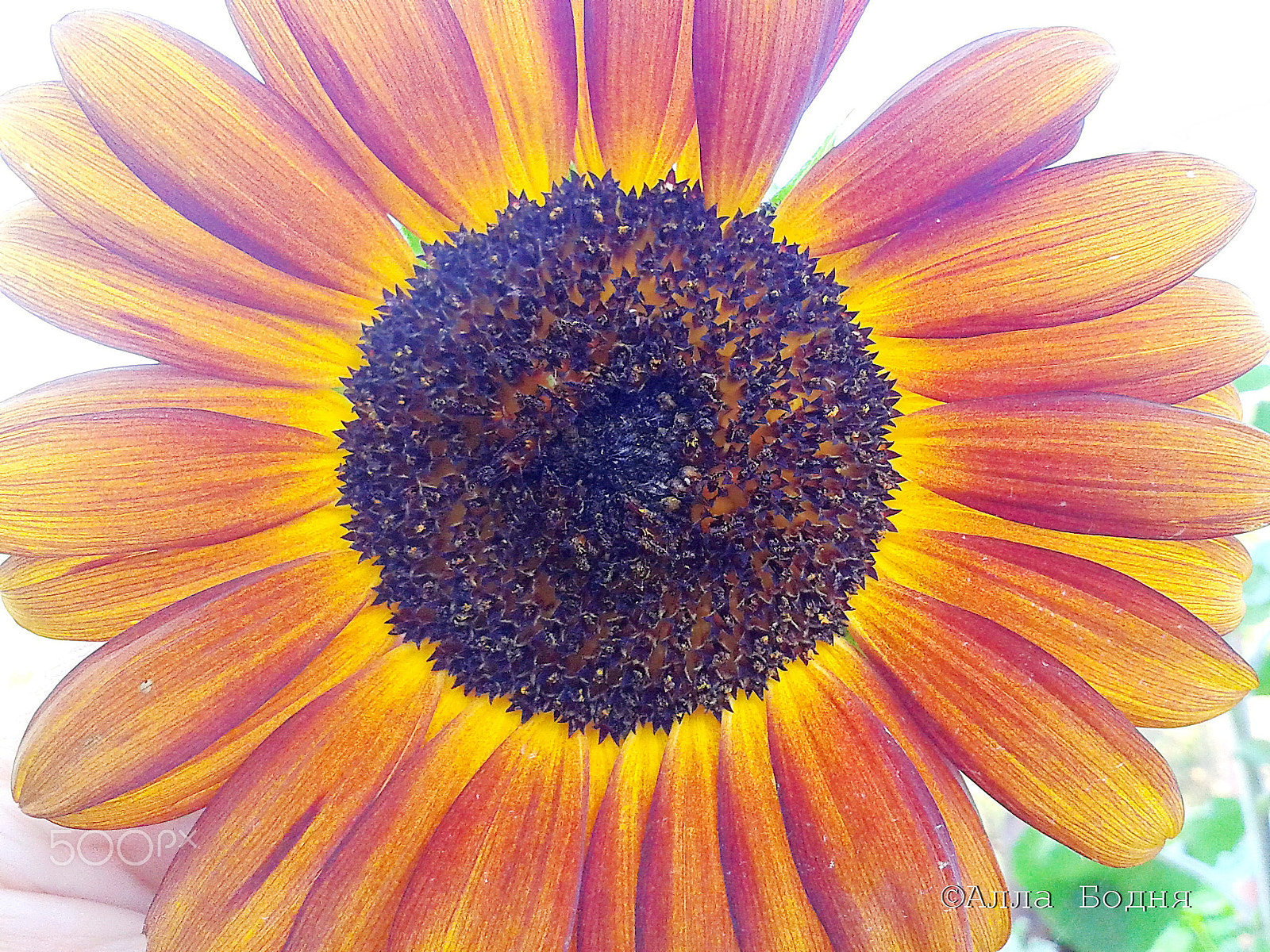Samsung GT-S5610 sample photo. солнце photography