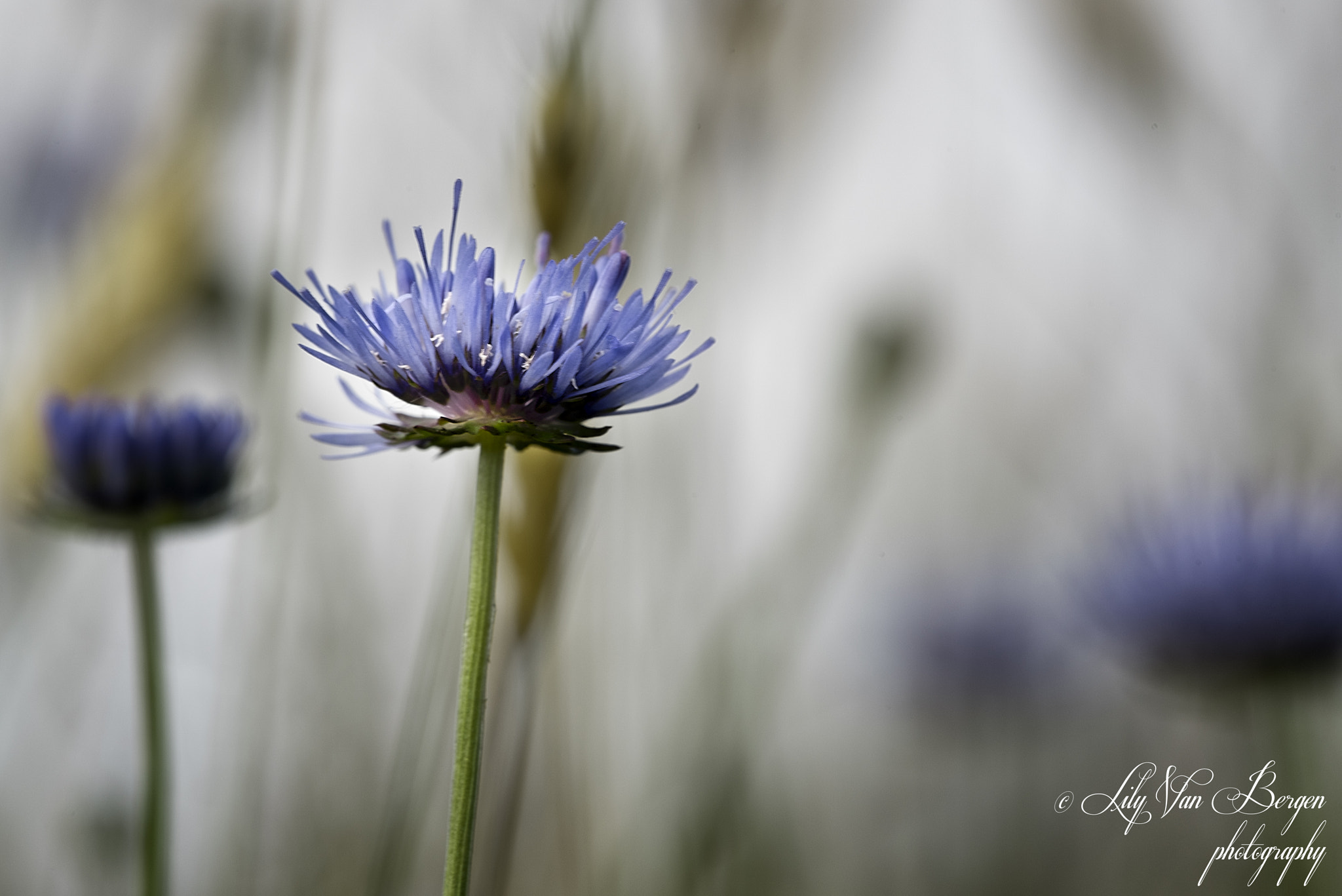 Sigma 150mm F2.8 EX DG Macro HSM sample photo. Sheep's-bit photography