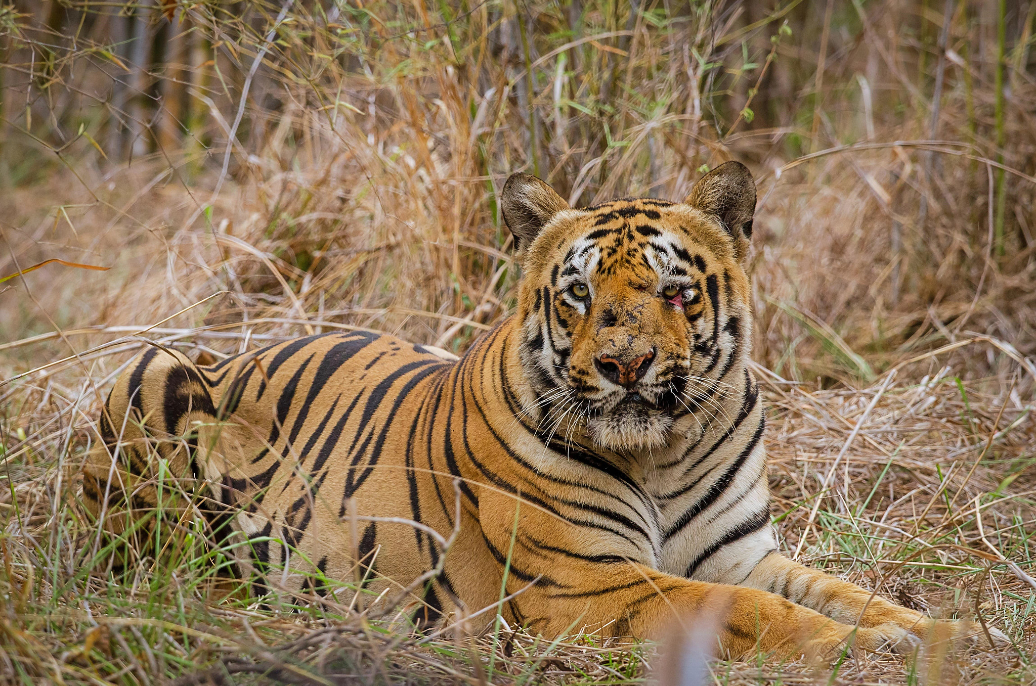 Nikon AF-S Nikkor 500mm F4G ED VR sample photo. Tiger photography