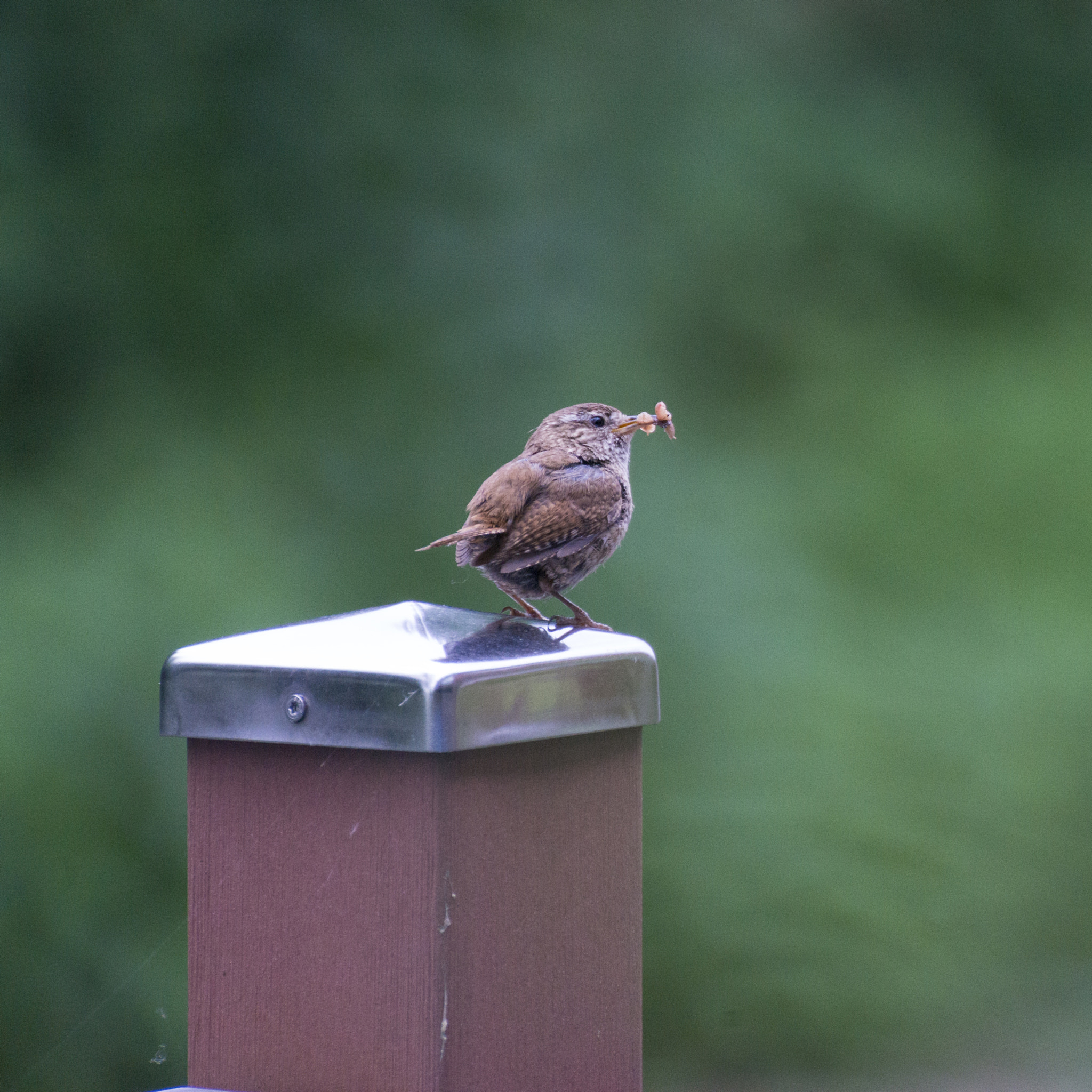 Sony a99 II + Tamron SP 70-300mm F4-5.6 Di USD sample photo. Zaunkönig photography