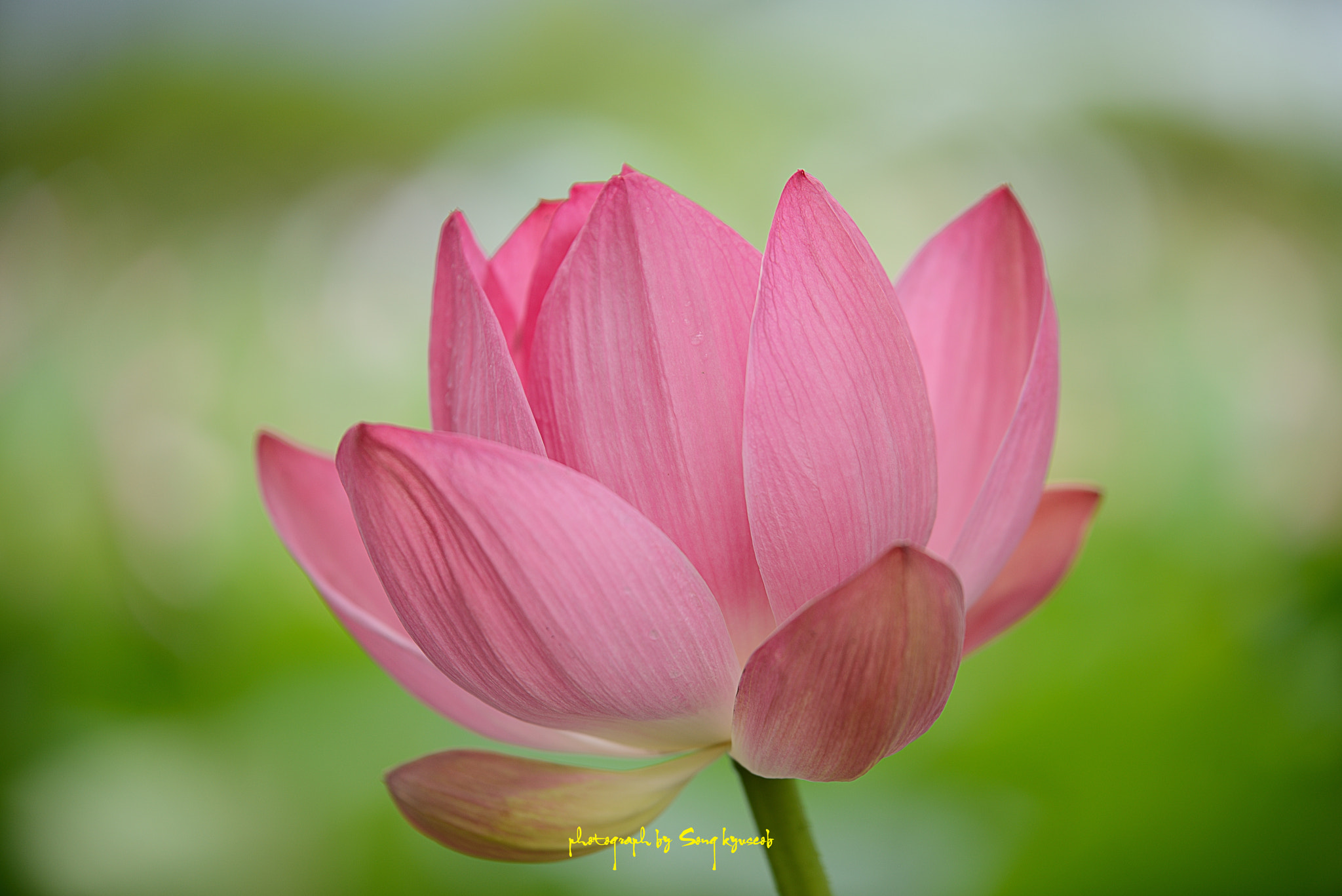 Tamron SP 70-200mm F2.8 Di VC USD sample photo. Day photography