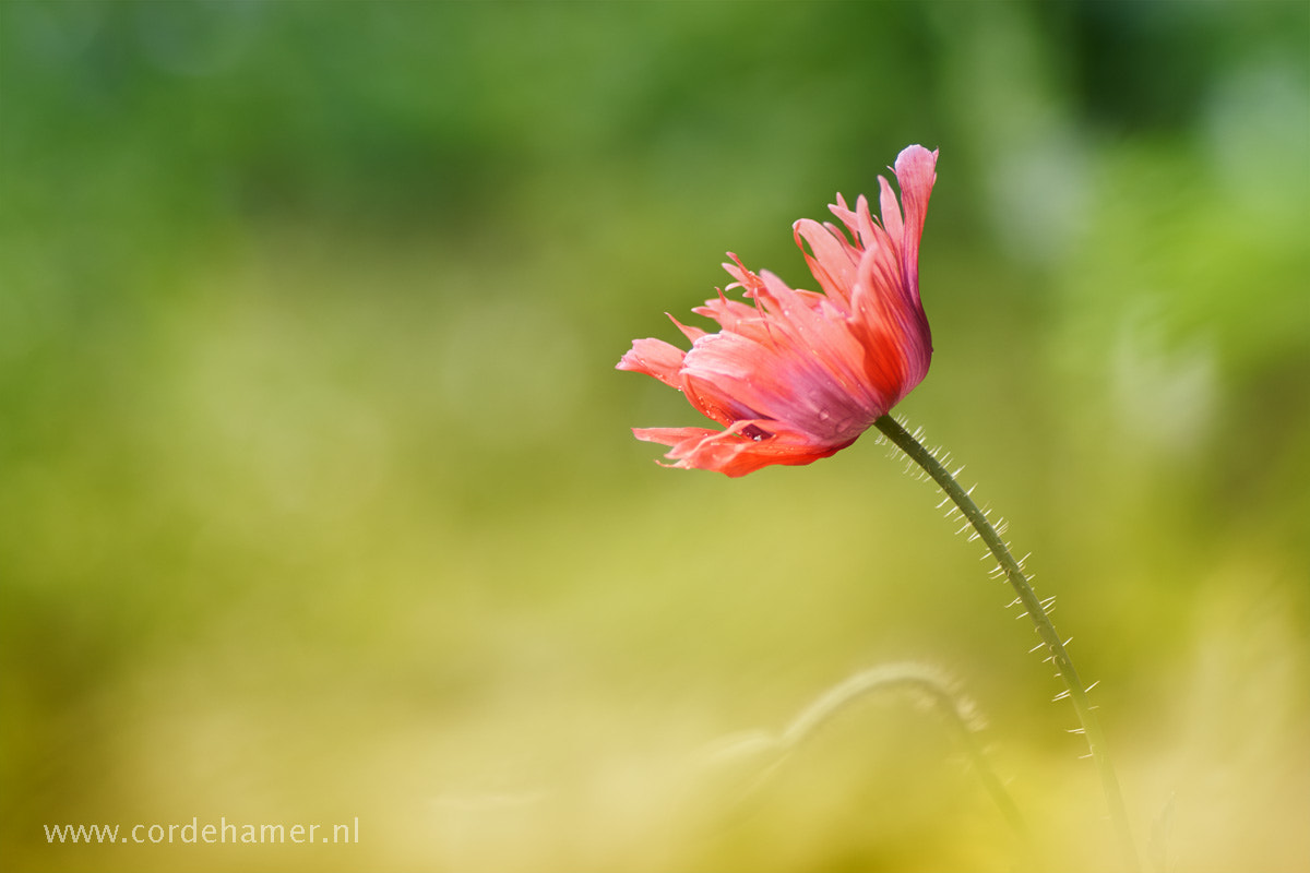 Sony SLT-A77 + Tamron SP AF 90mm F2.8 Di Macro sample photo. Solitary poppy photography