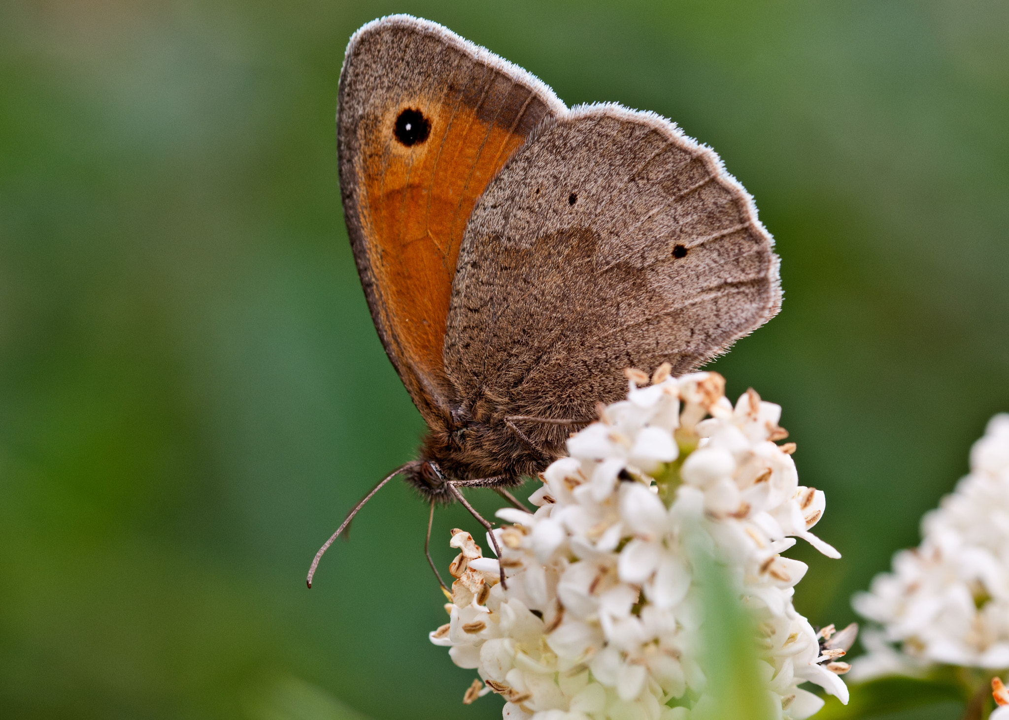 Sigma 105mm F2.8 EX DG OS HSM sample photo. Meadow brown photography