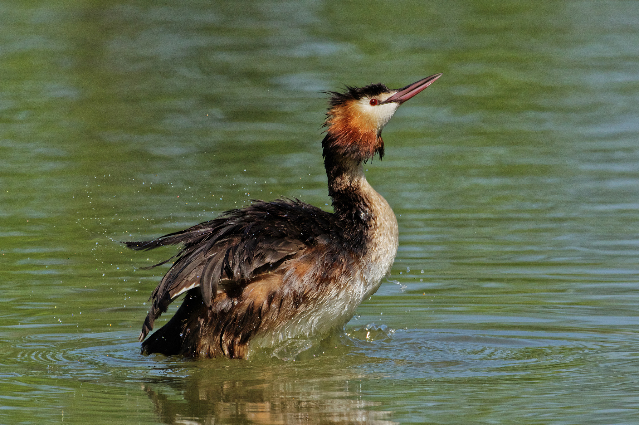 Pentax K-3 sample photo. Great crested grebe - svasso maggiore photography