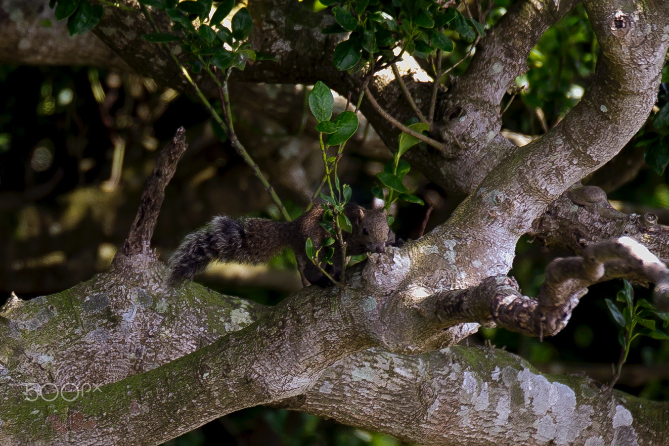 Canon EF 200mm F2.8L II USM sample photo. Wild squirrel photography