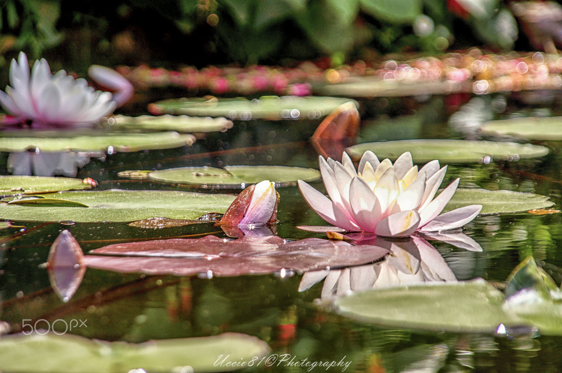 Sony Alpha DSLR-A580 + Sigma 18-200mm F3.5-6.3 DC sample photo. Lotus flower on national park of sintra photography