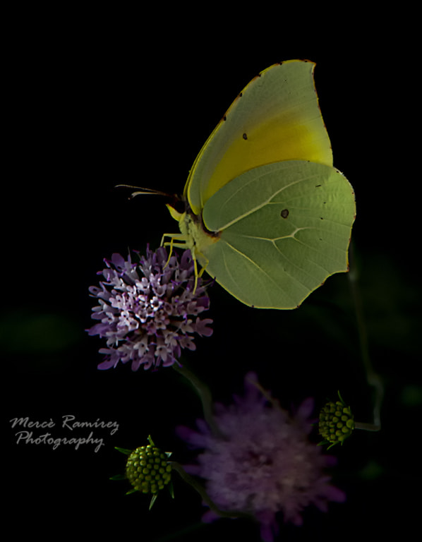 Nikon D7100 + Tamron AF 18-270mm F3.5-6.3 Di II VC LD Aspherical (IF) MACRO sample photo. Mariposa photography