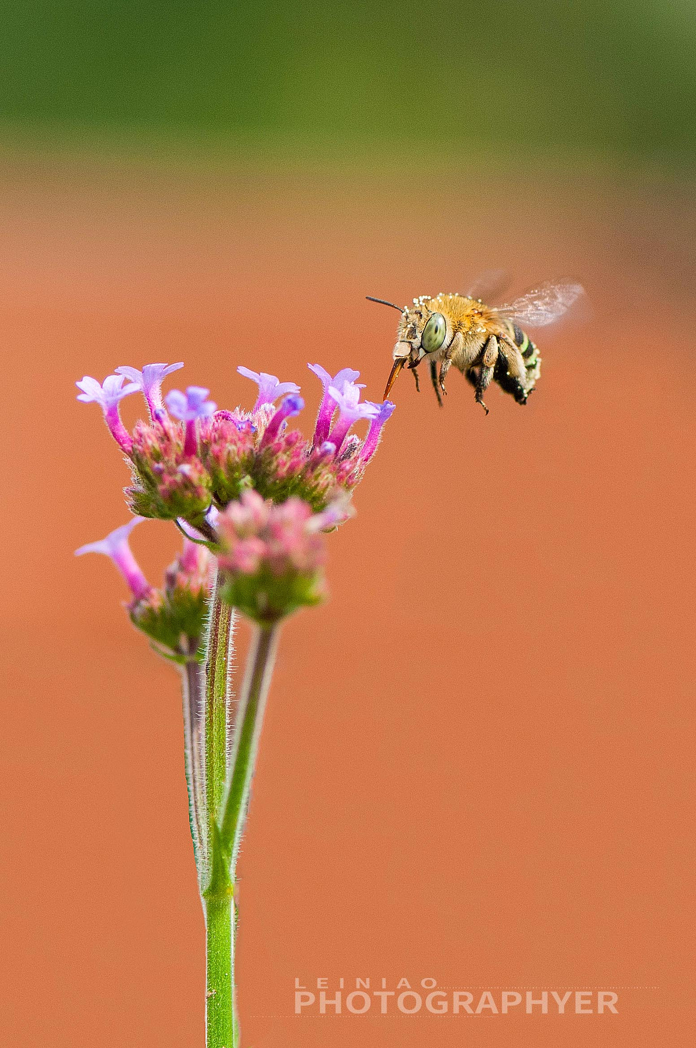 Nikon D2X sample photo. Bee and flower photography