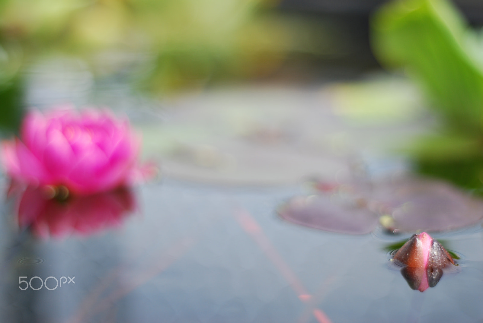 Nikon D60 + Nikon AF Nikkor 50mm F1.8D sample photo. Lily garden photography