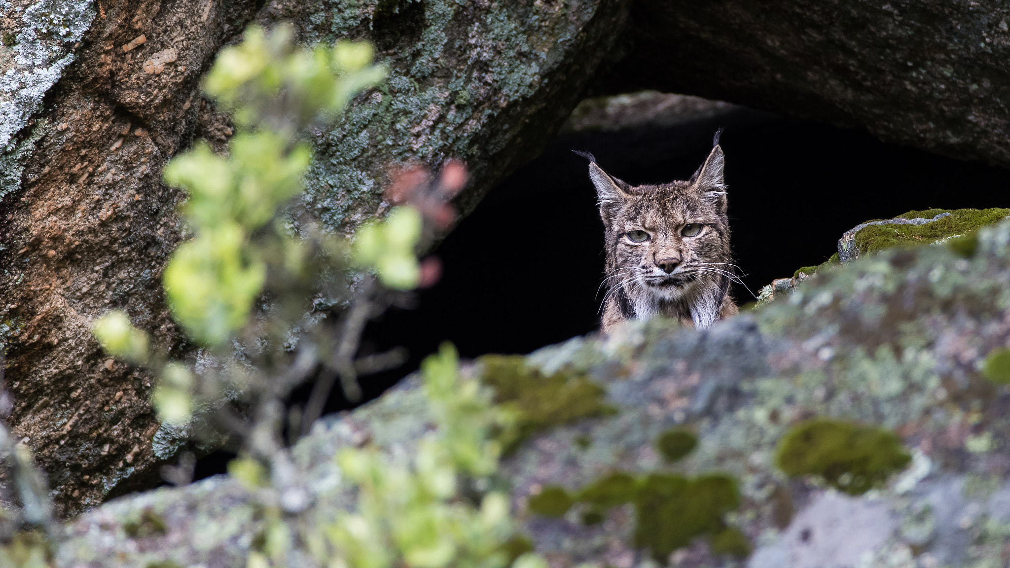 Canon EF 200-400mm F4L IS USM Extender 1.4x sample photo. Iberian lynx photography