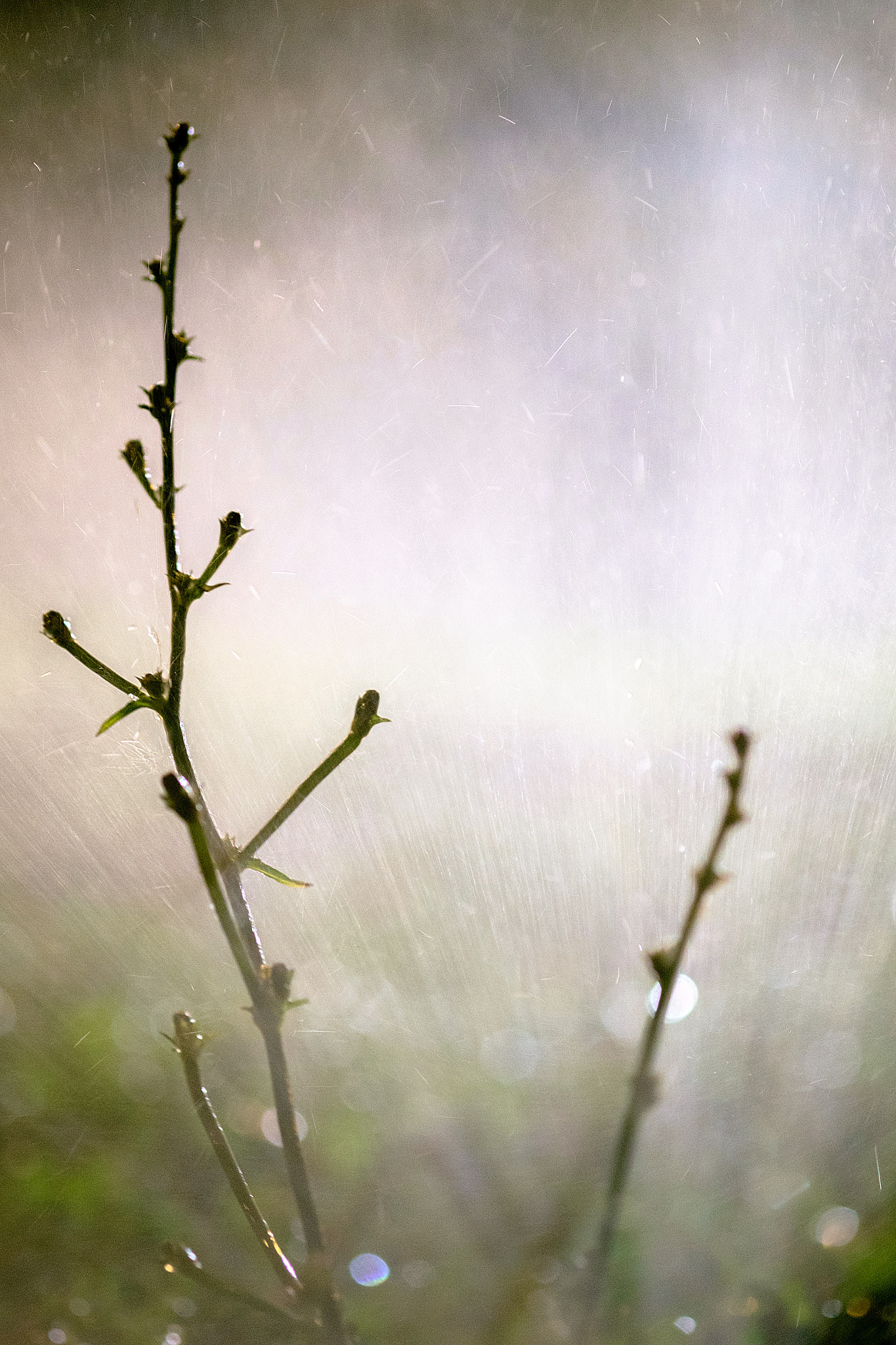 Fujifilm X-Pro1 + Fujifilm XF 60mm F2.4 R Macro sample photo. Edit copy photography