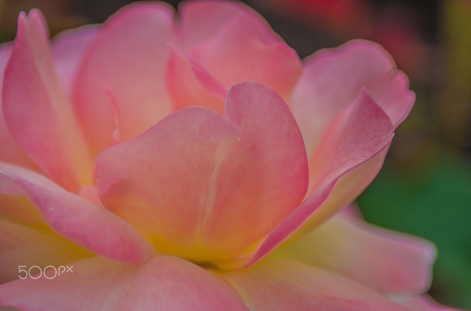 Pentax K-50 + Tamron AF 70-300mm F4-5.6 Di LD Macro sample photo. Pink rose photography