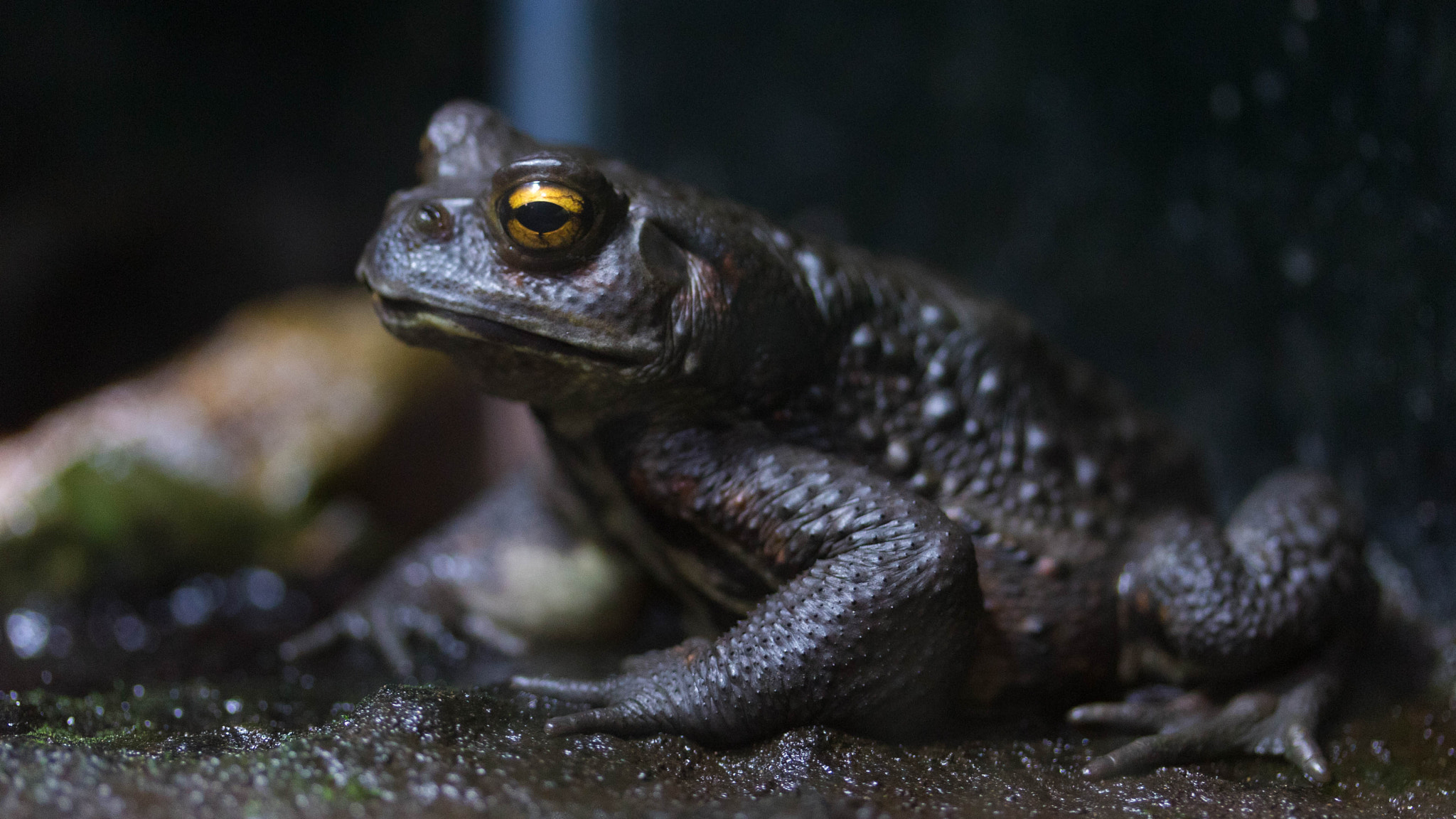 Canon EOS M2 + Canon EF-S 60mm F2.8 Macro USM sample photo. A frog photography