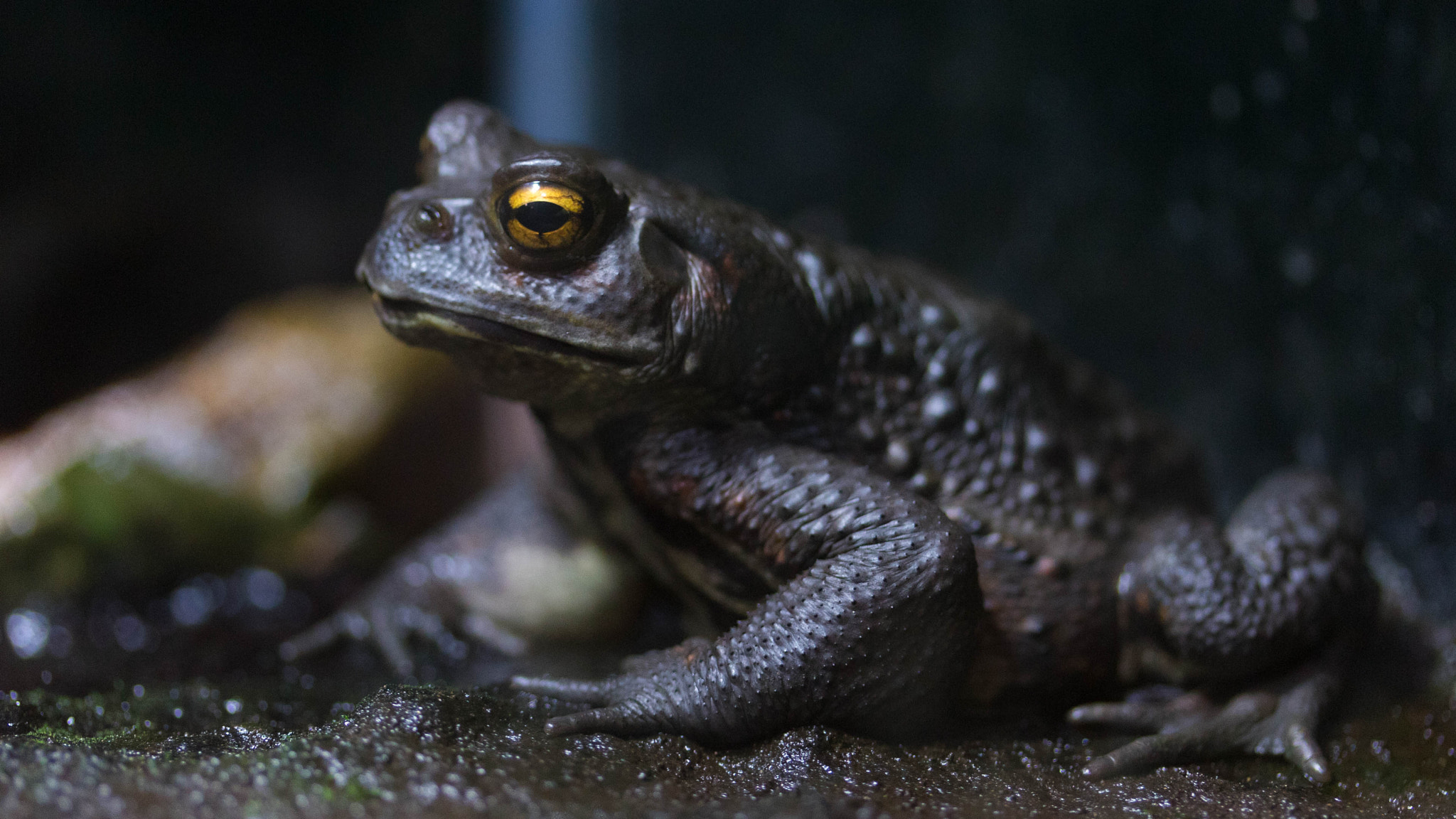 Canon EOS M2 sample photo. A frog photography