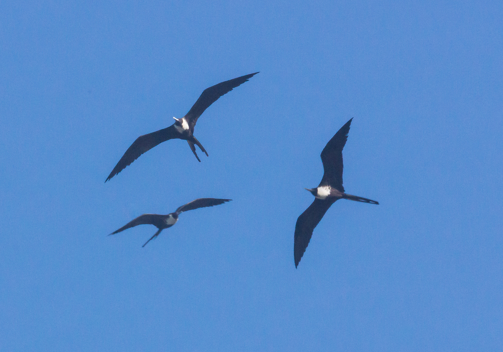 Sony 70-300mm F4.5-5.6 G SSM sample photo. Frigate birds soaring photography