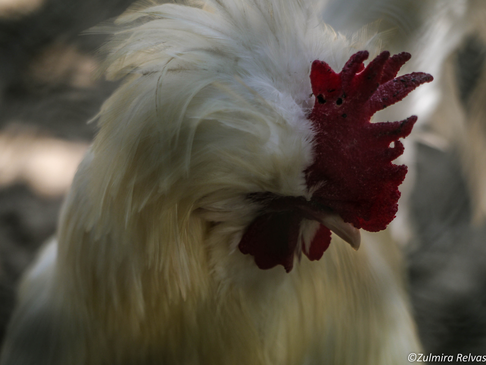 Panasonic Lumix G Vario 45-200mm F4-5.6 OIS sample photo. A crista do galo photography