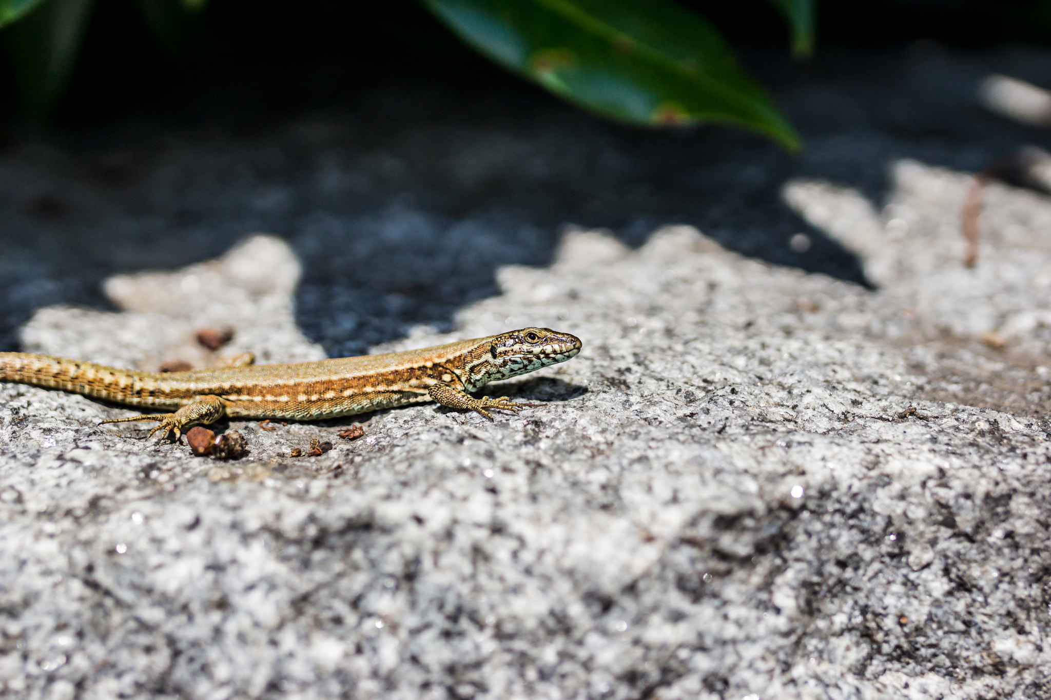 Sony SLT-A77 + Sigma 35mm F1.4 DG HSM Art sample photo. Lizard photography