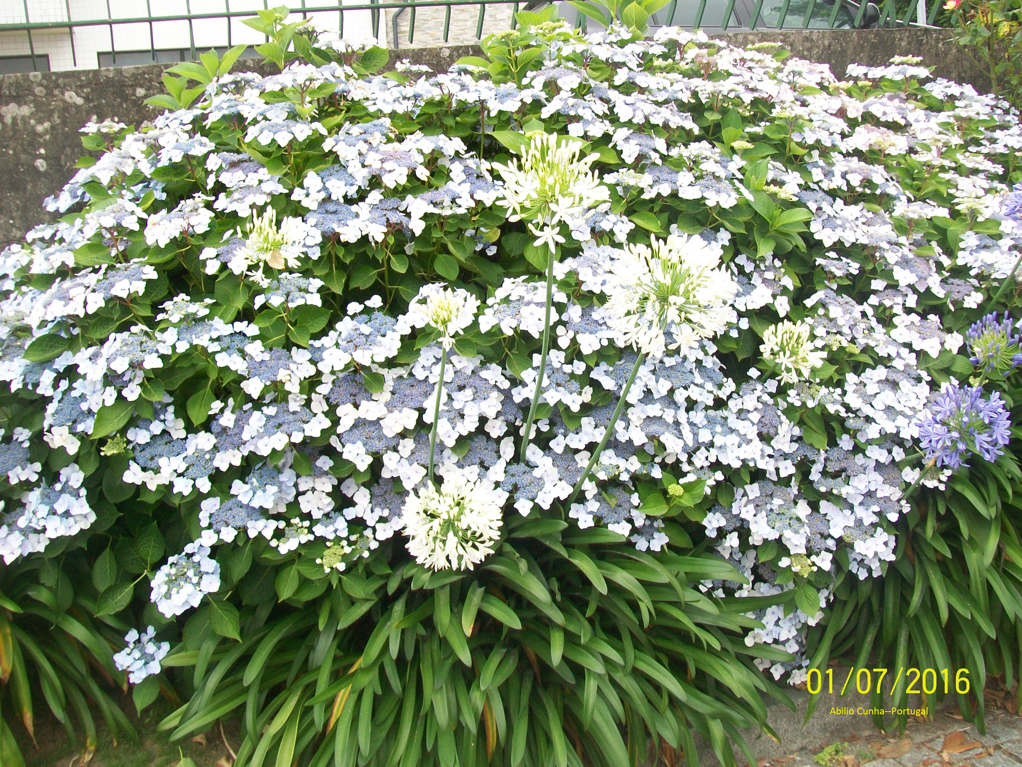 Kodak EasyShare C913 sample photo. Flores de douro litoral porto portugal photography